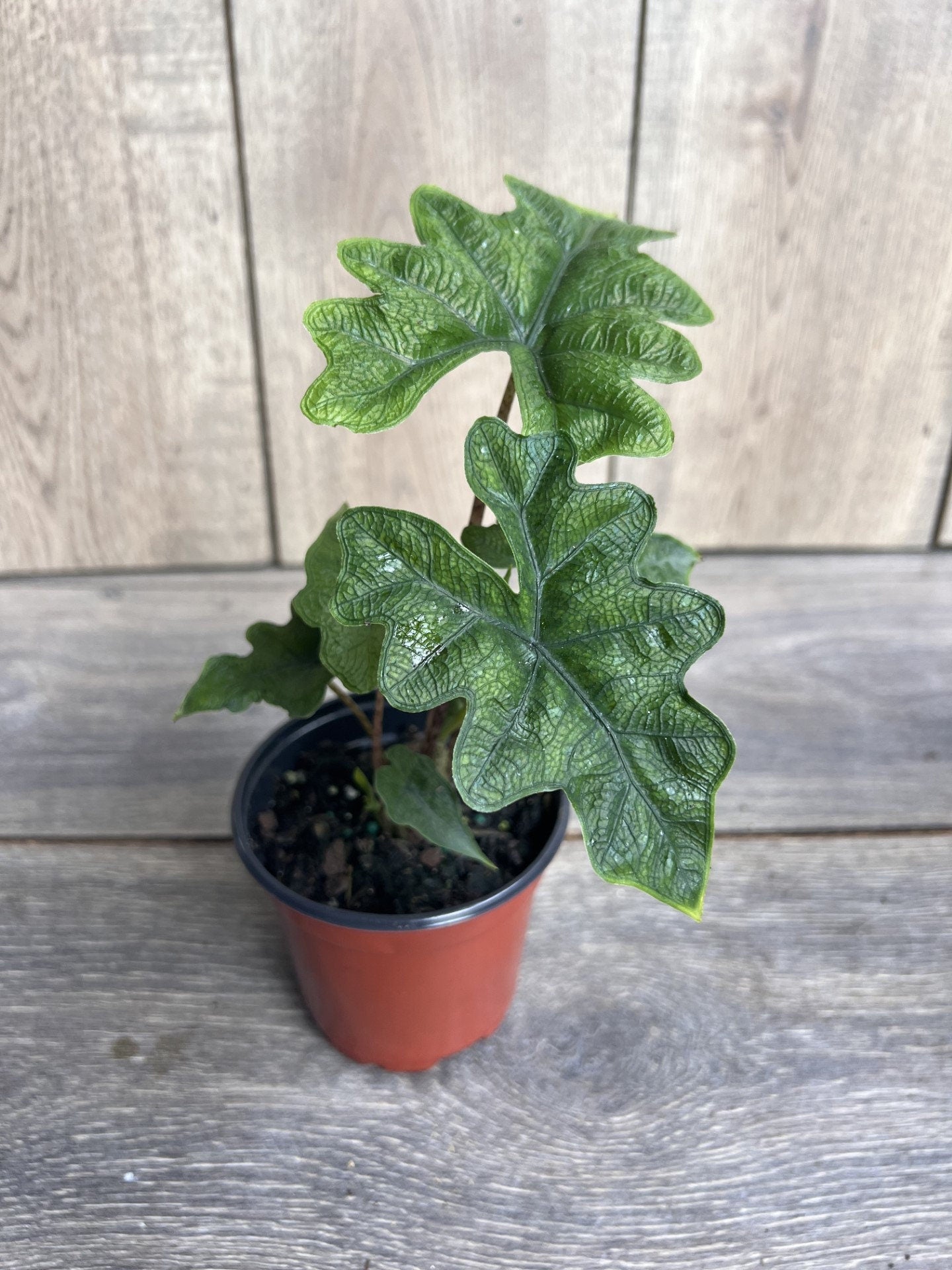 Alocasia jacklyn in 4" Pot, house plant, indoor plant, out door