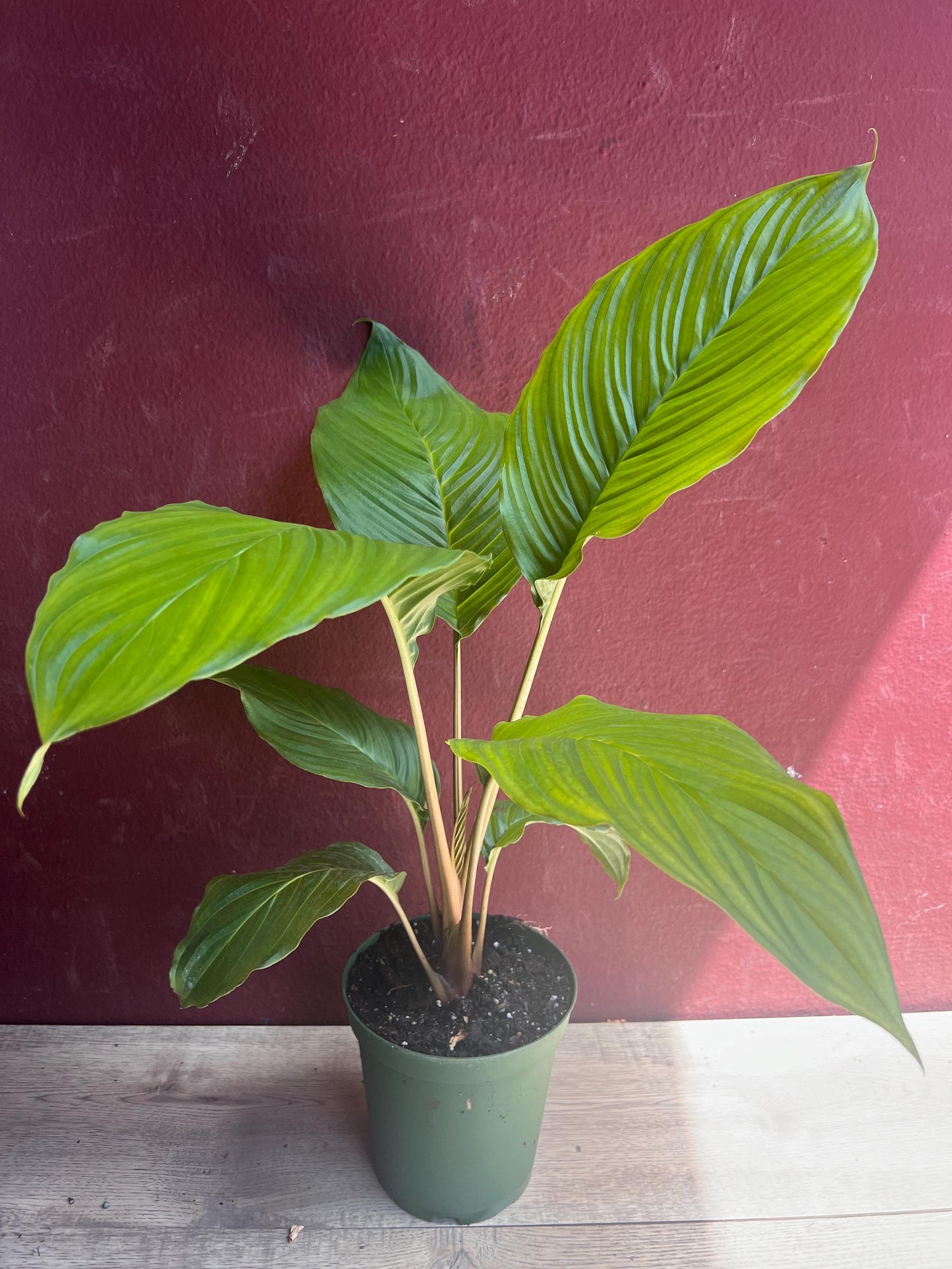 Tacca chantrieri, Bat flower in 6" pot, black bat Flower