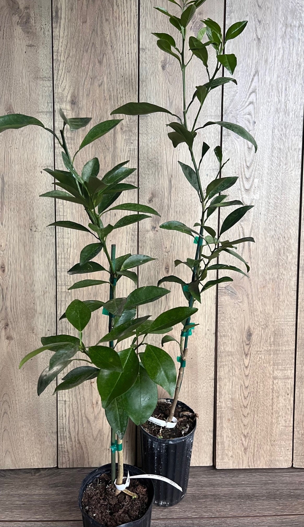 Meiwa Kumquat tree in Half Gallon pot, grafted, Florida Shipping Only