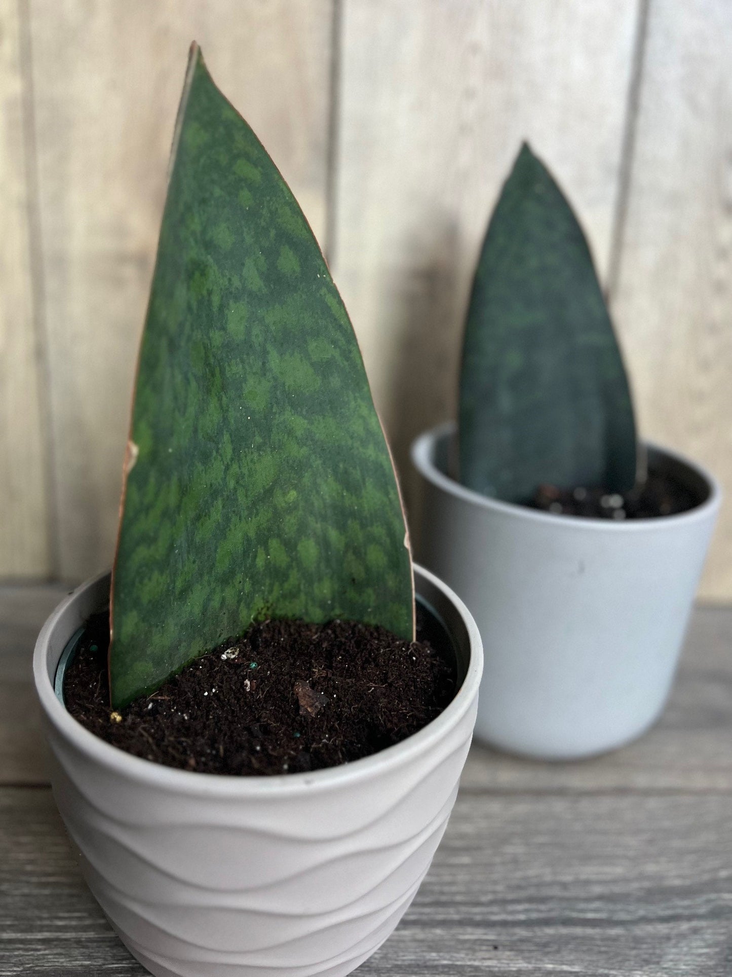 Sansevieria Masoniana, Sansevieria Whale Fin, Snake Plant in 6" Pot