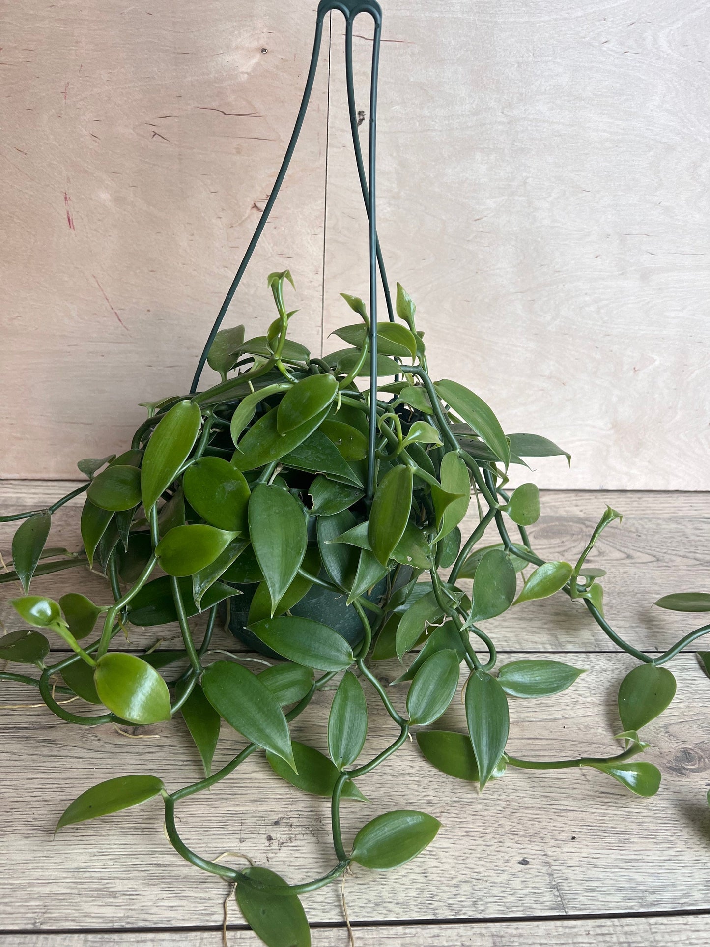 Vanilla planifolia, vanilla bean orchid in 8"HB