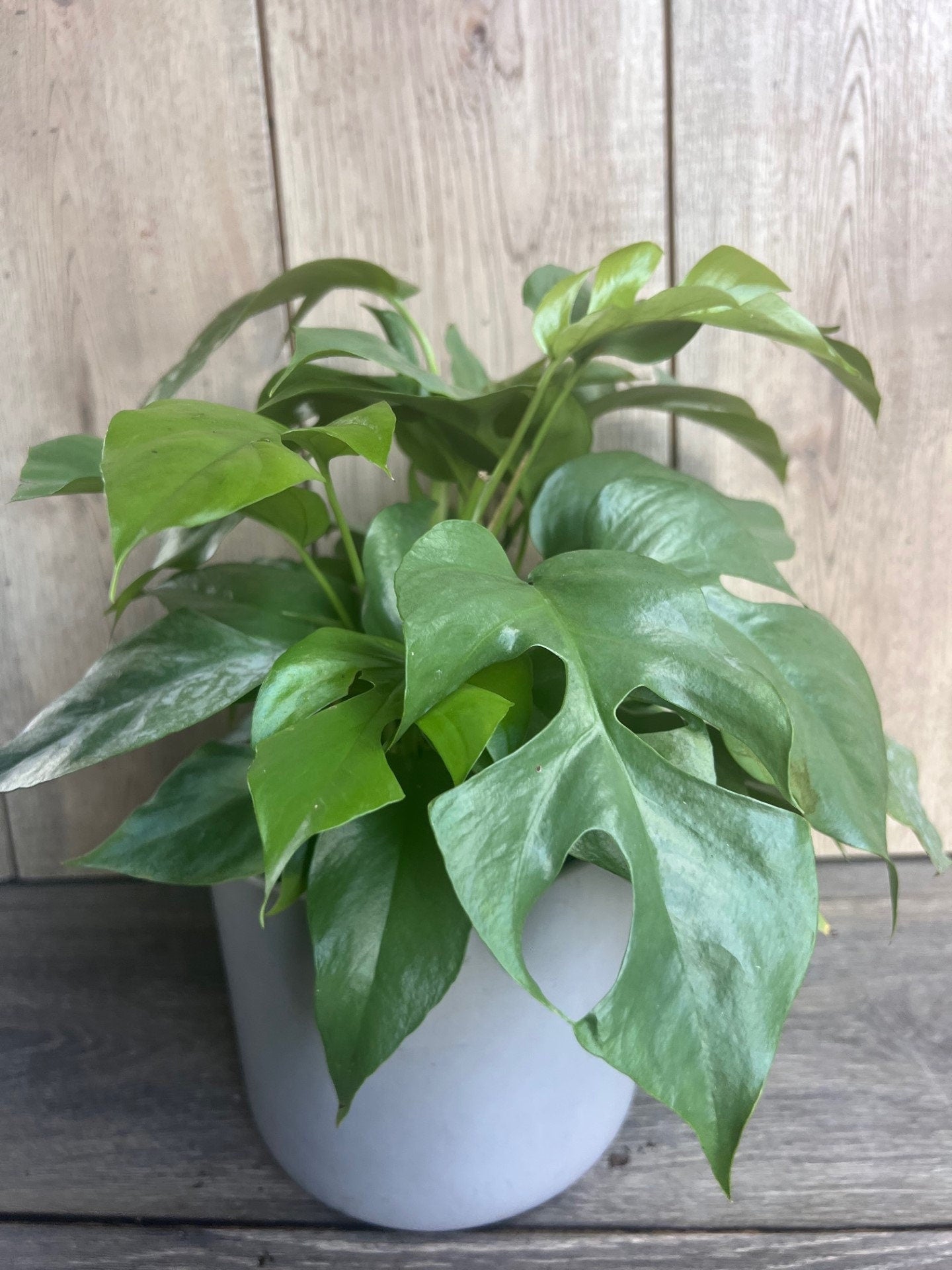 Rhaphidophora tetrasperma, Monstera Minima in 6" Pot