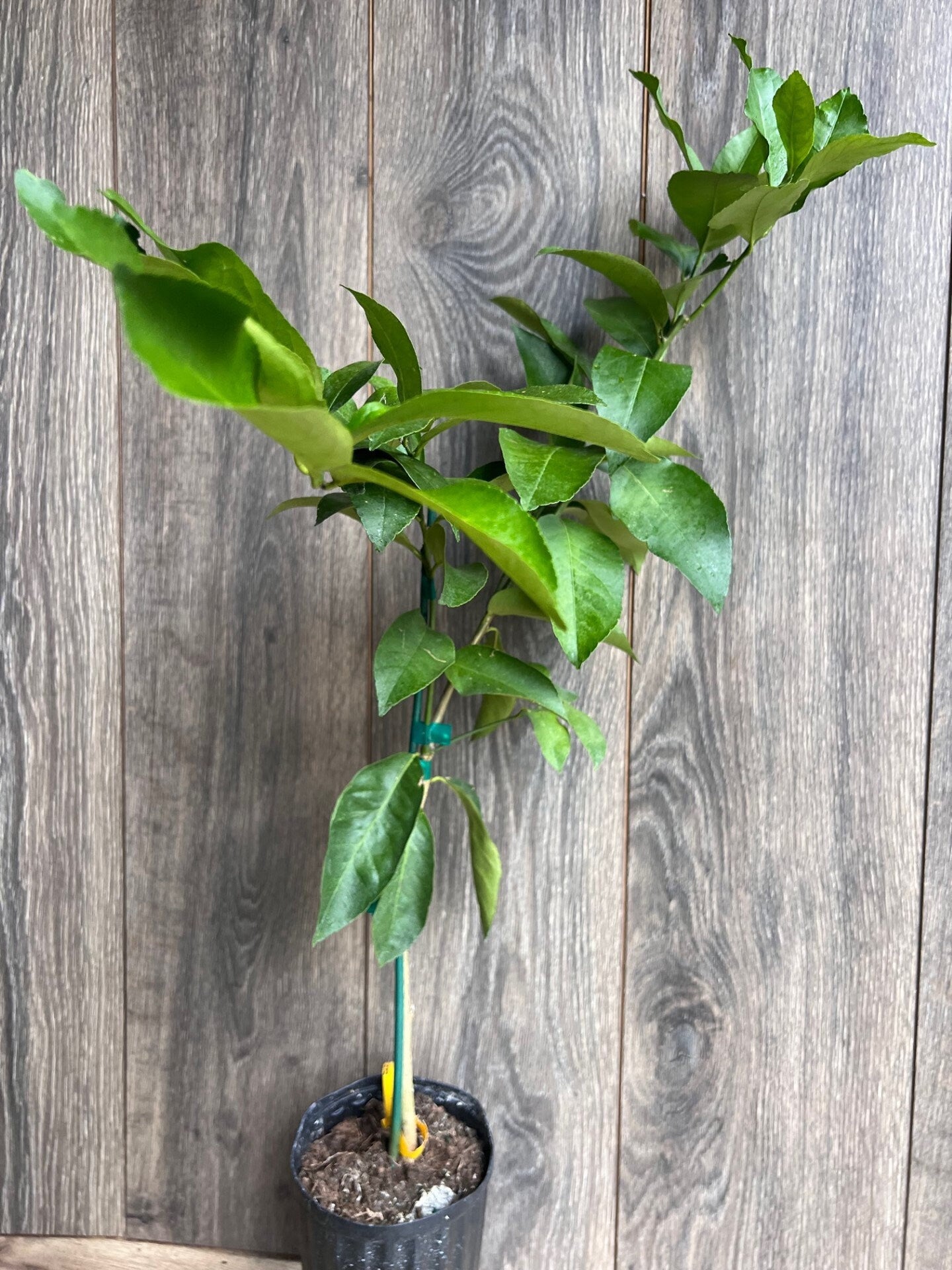 Ponderosa Lemon in half Gallon Pot, Grafted, Florida Shipping Only