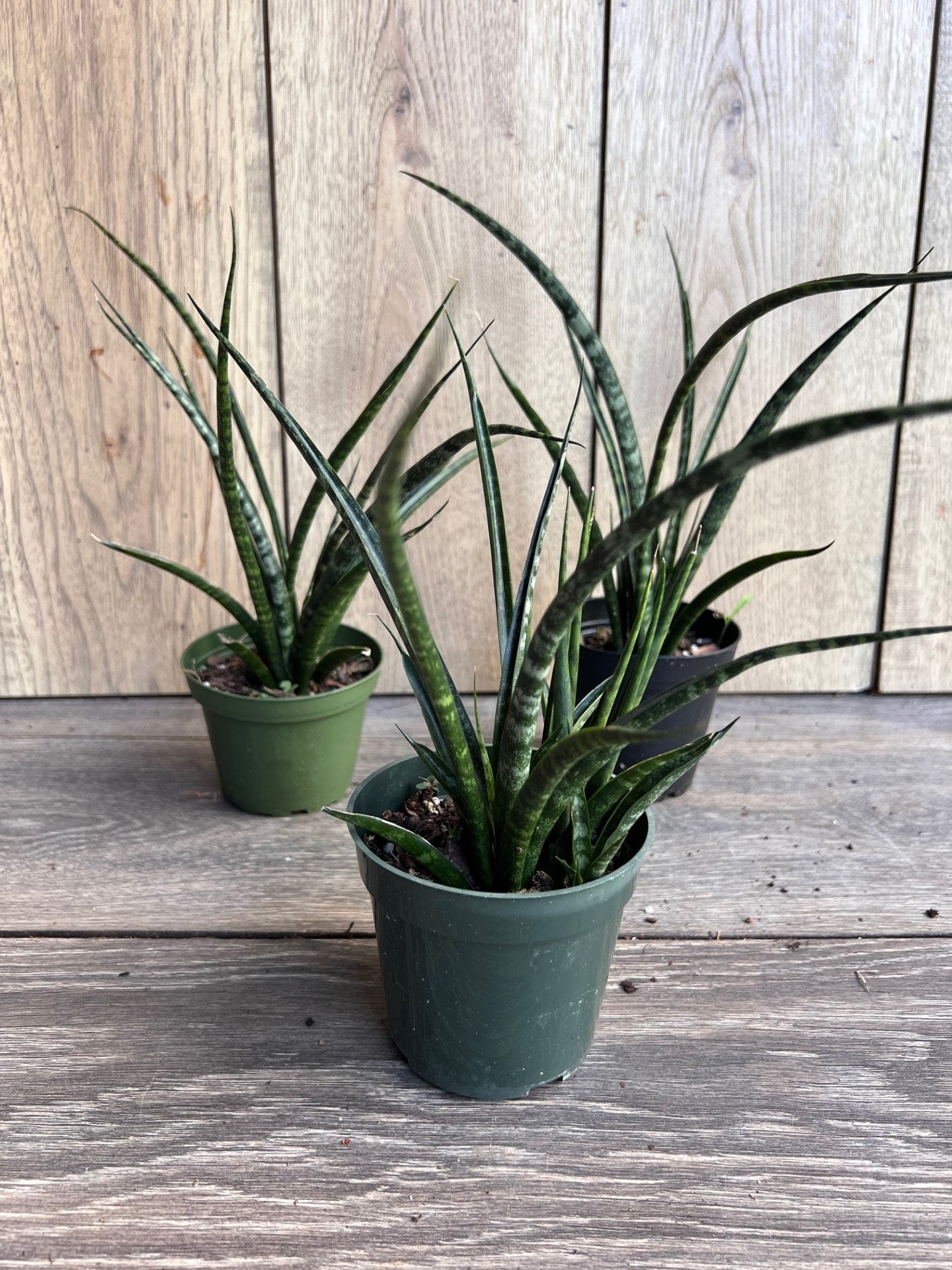 Sansevieria Fernwood, Sansevieria Mikado in 4" inches pot - live air purifying plant