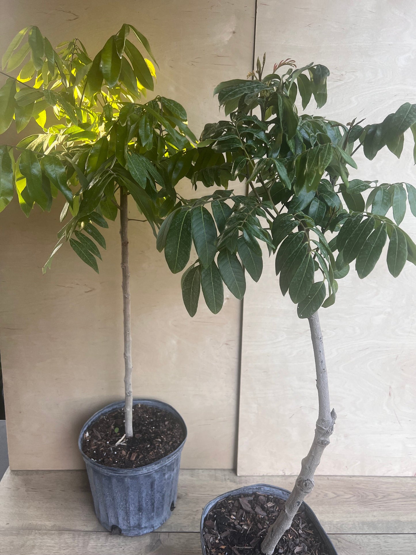 kohala longan in 10" Pot, air layered, lengkeng, kelengkeng, No Ship to CA and HI