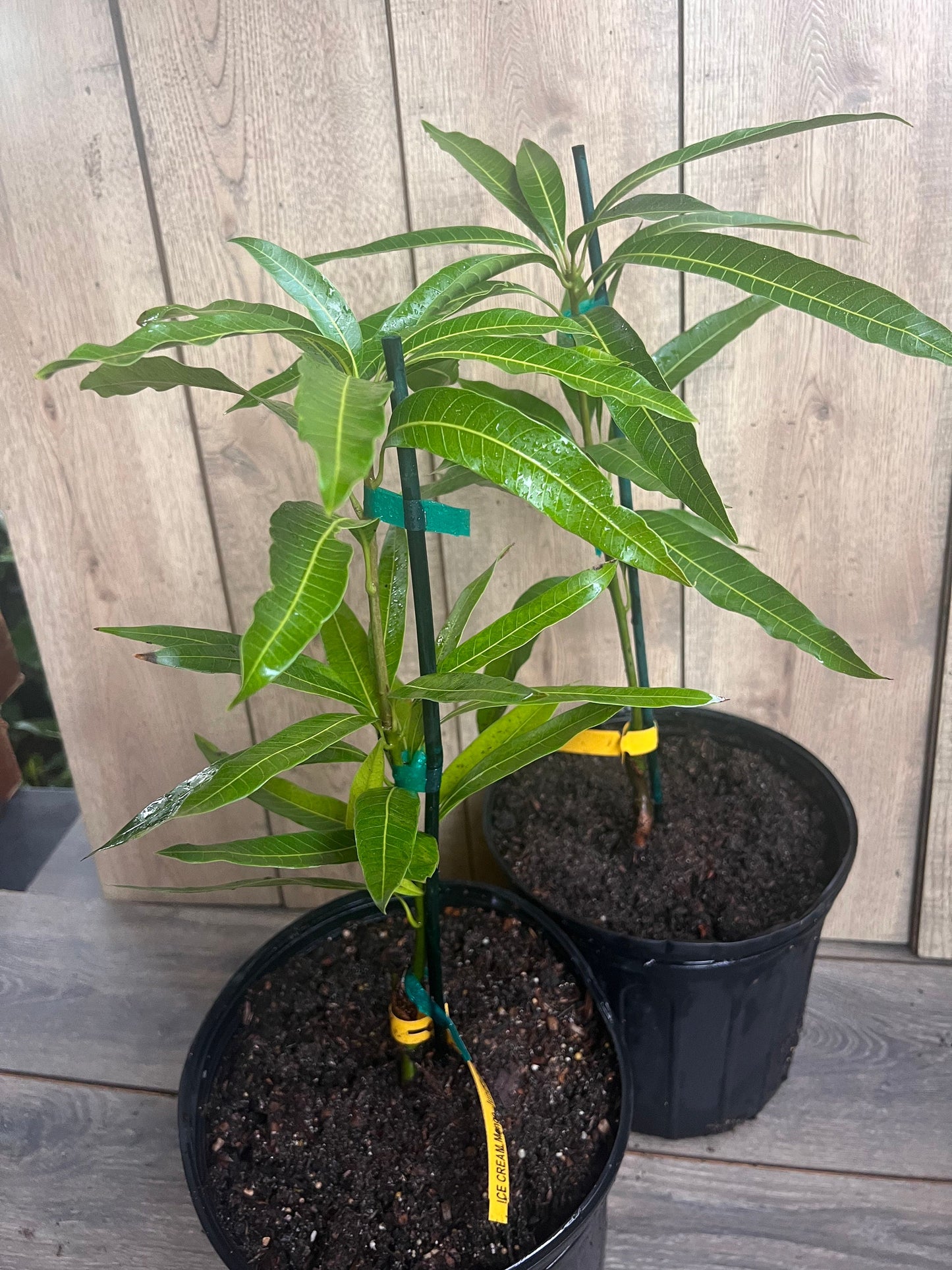 Ice Cream Mango Tree. grafted in 3 gallons pot, No Ship to CA and HI