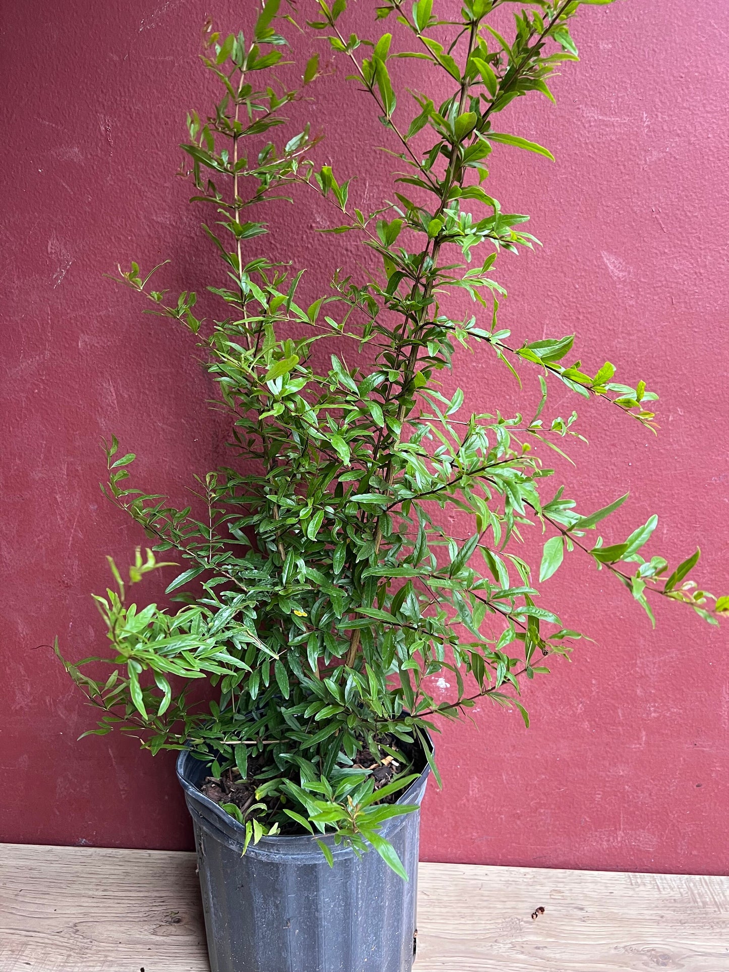 Wonderful Pomegranate in 3 gallon pot, delima