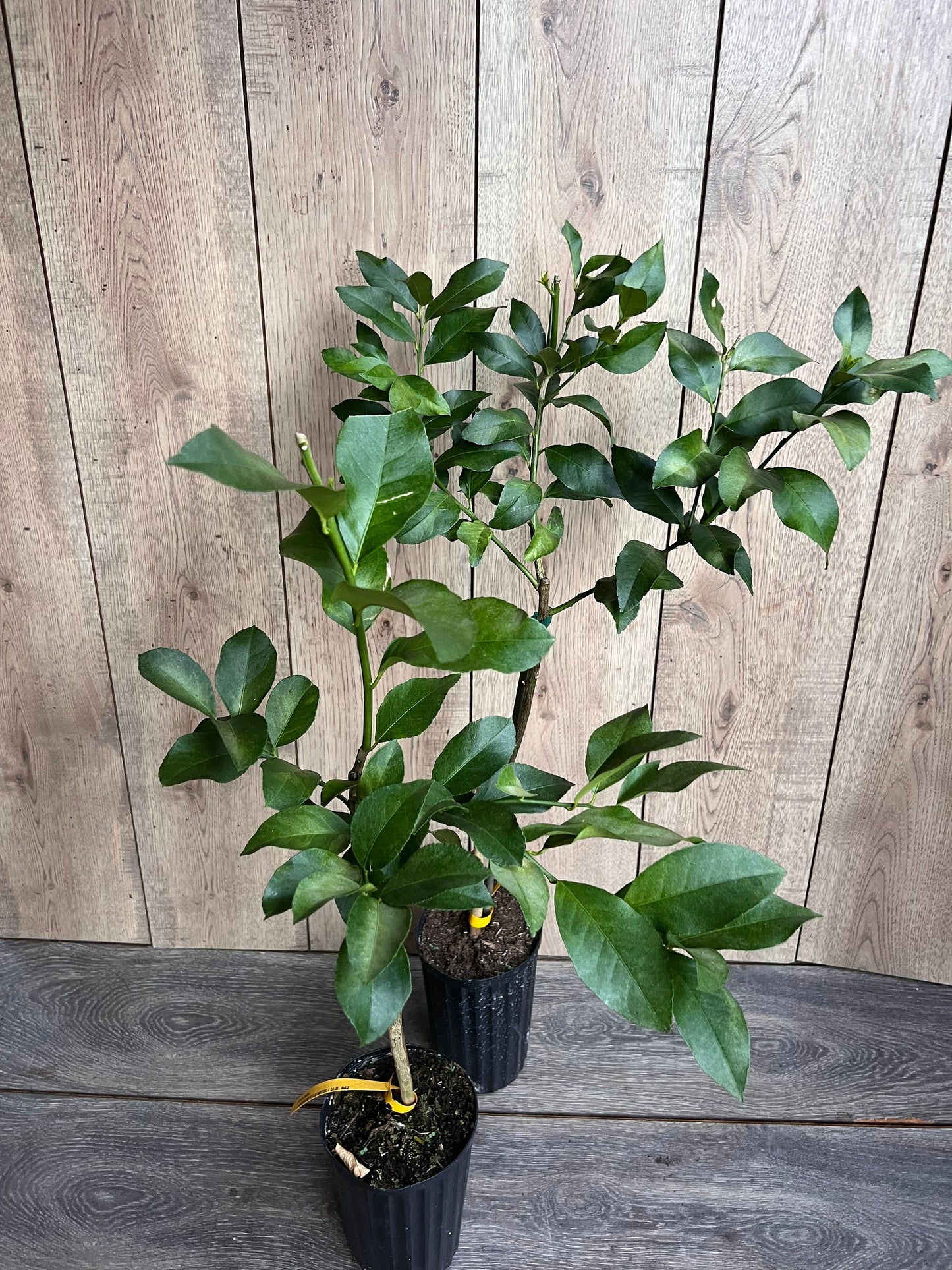 Harvey Lemon in half Gallon Pot, Grafted, Florida Shipping Only