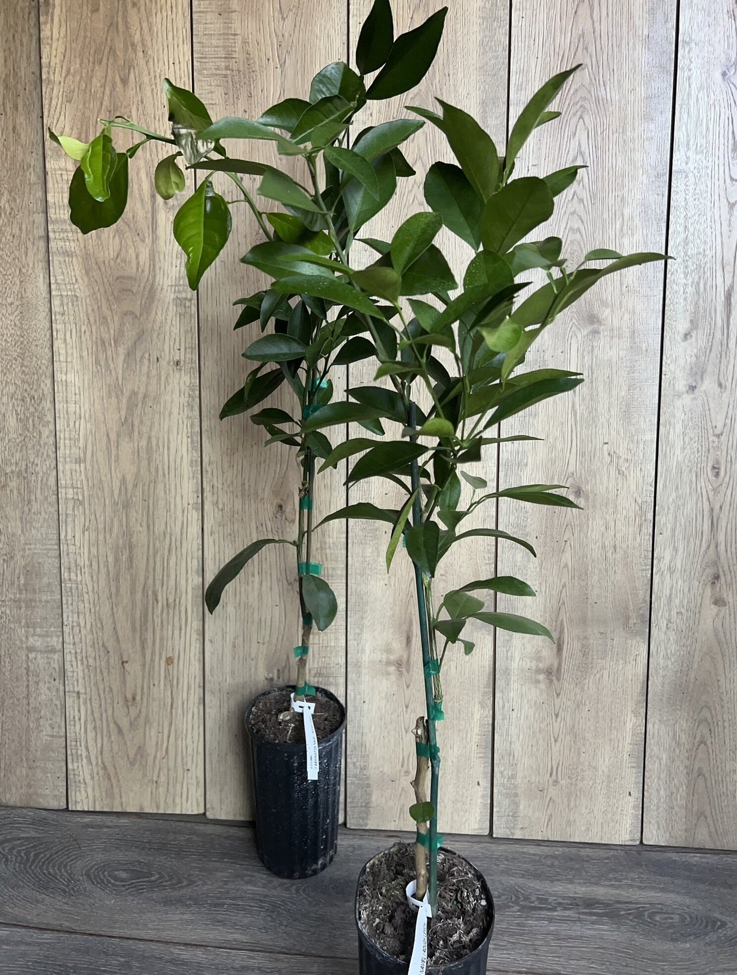 Washington Navel Orange Tree in half Gallon Pot, Grafted, Florida Shipping Only