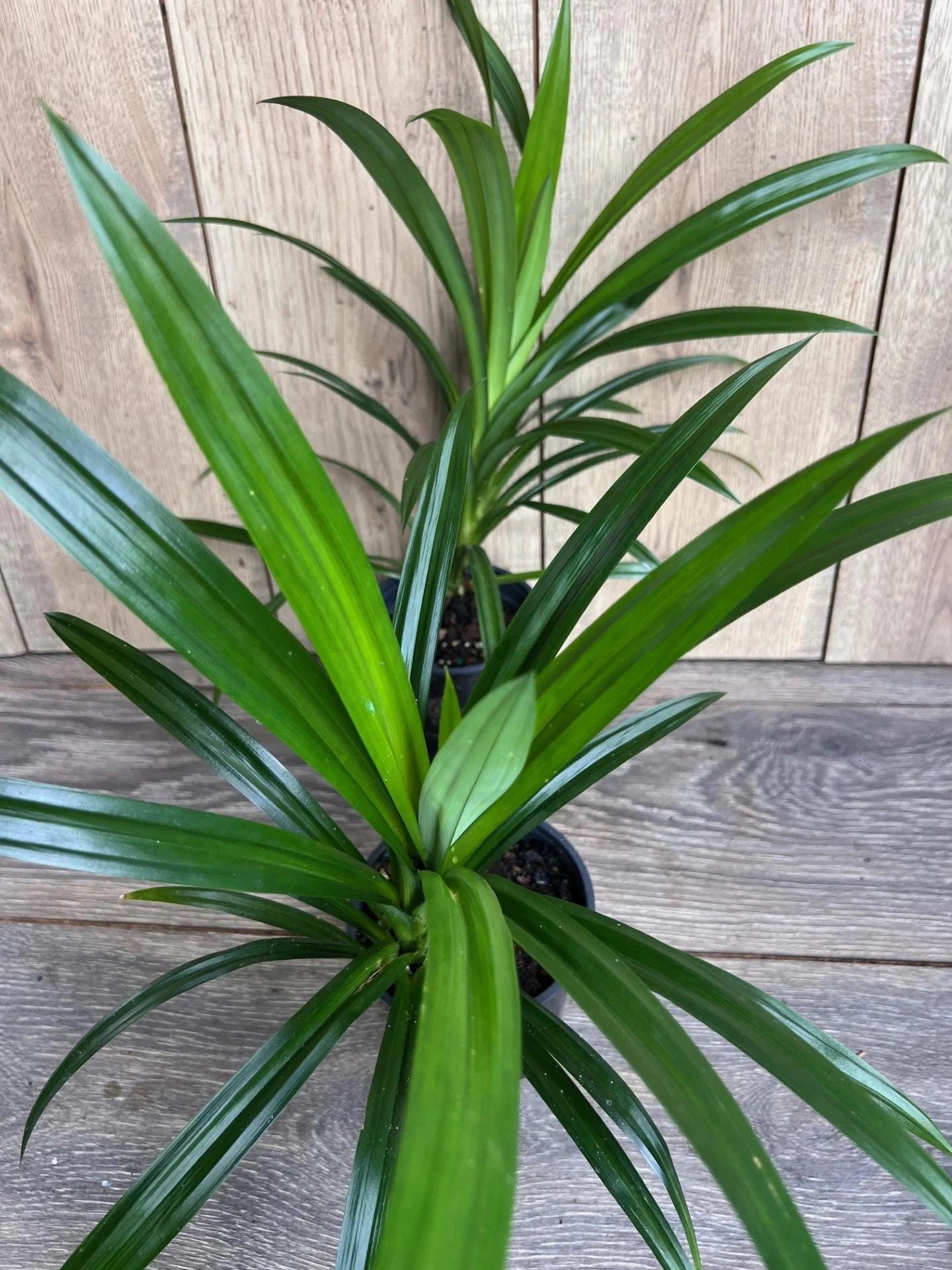 Pandan Plant, pandanus, pandan in 4" pot