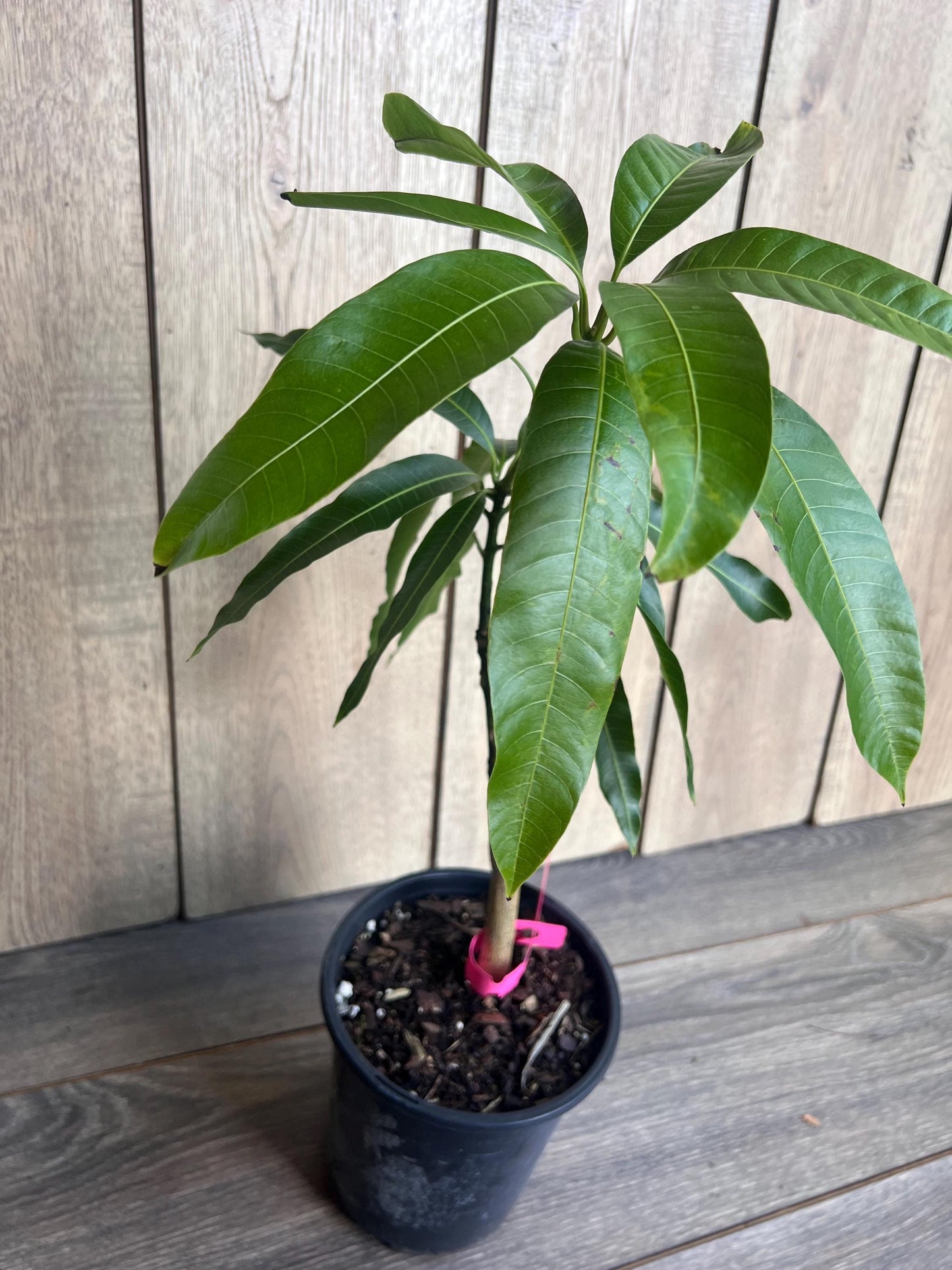 Tommy Atkins Mango Tree. grafted in 1/2 gallon pot