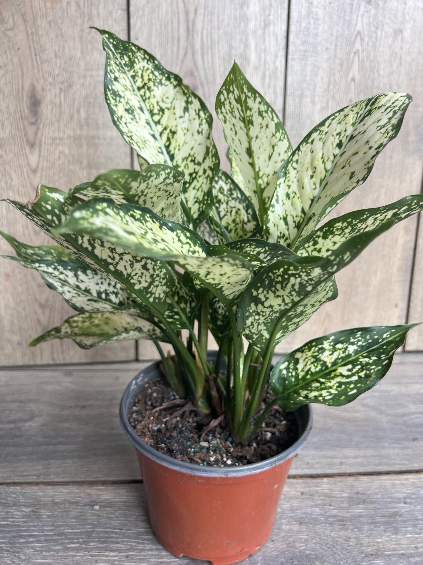 First Diamond Aglaonema, White Aglanoema, Osaka in 6” pot