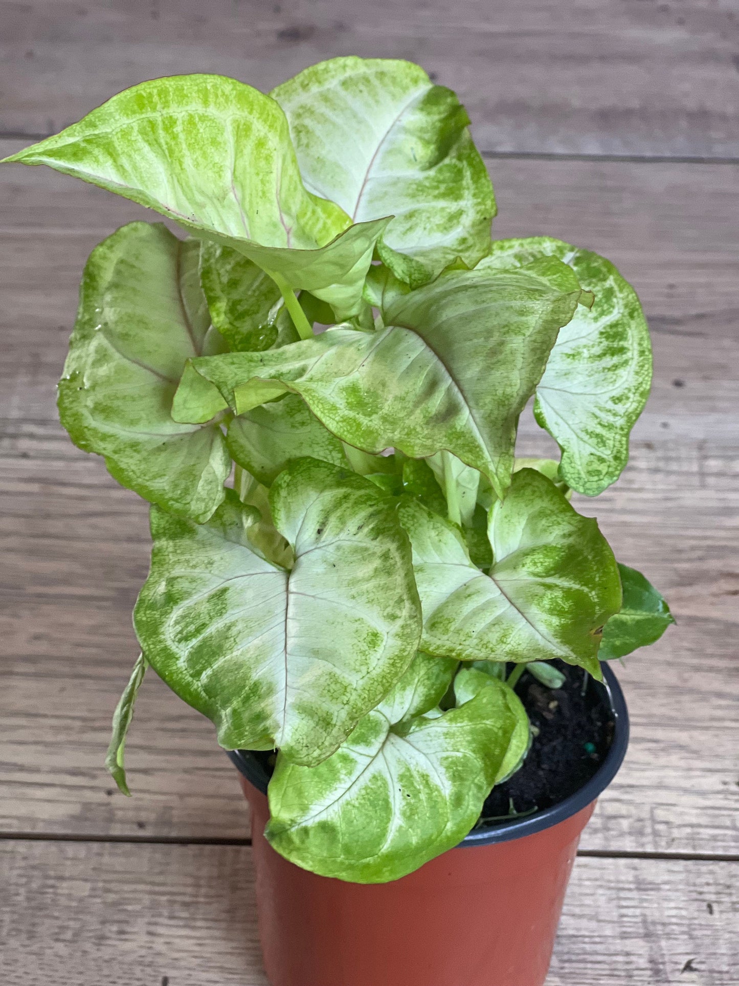 Syngonium Gold Allusion in 4" Pot