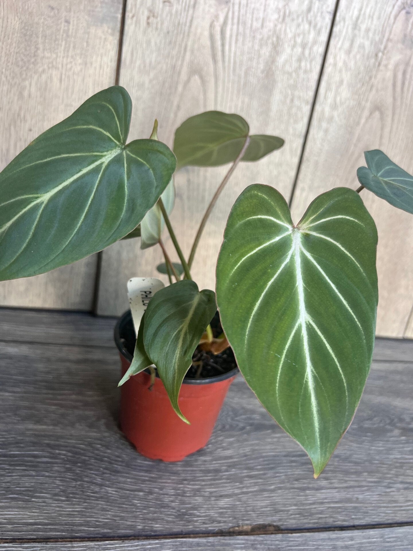 Philodendron gloriosum in 4" pot,