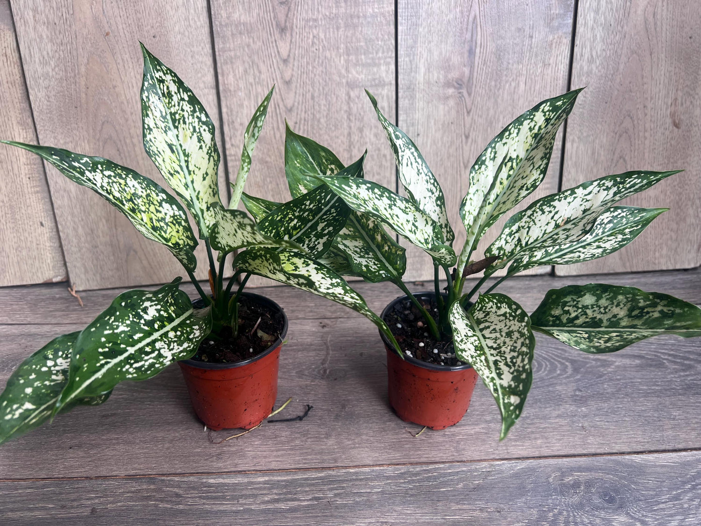 First Diamond Aglaonema in 4" Pot