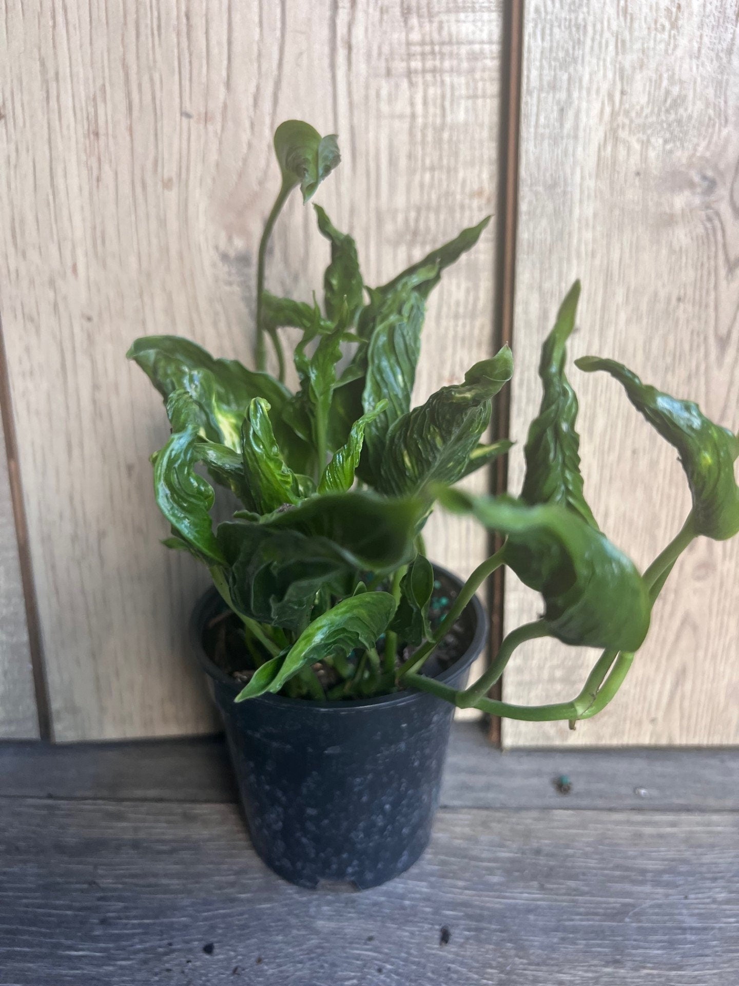 Epipremnum Aureum 'Shangri La' in 4 inches pot