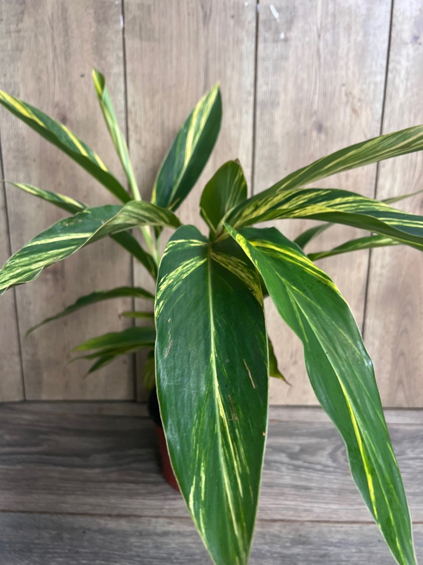 Variegated Shell Ginger (Alpinia Zerumbet ‘Variegata’) in 6" pot