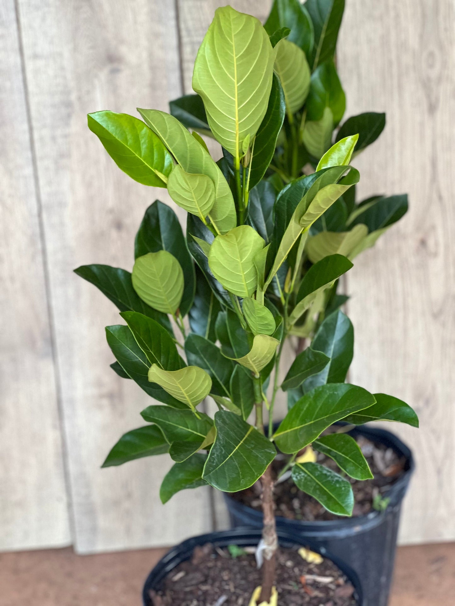 J31 Jack Fruit, Dwarf in 3 Gallon Pot, Grafted, Artocarpus heterophyllus, no ship to CA and HI