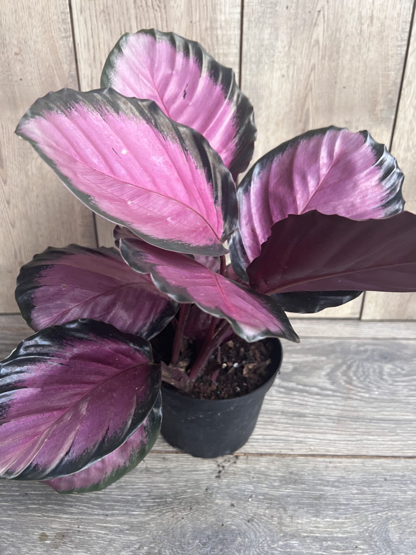 Calathea pink star in 6" Pot
