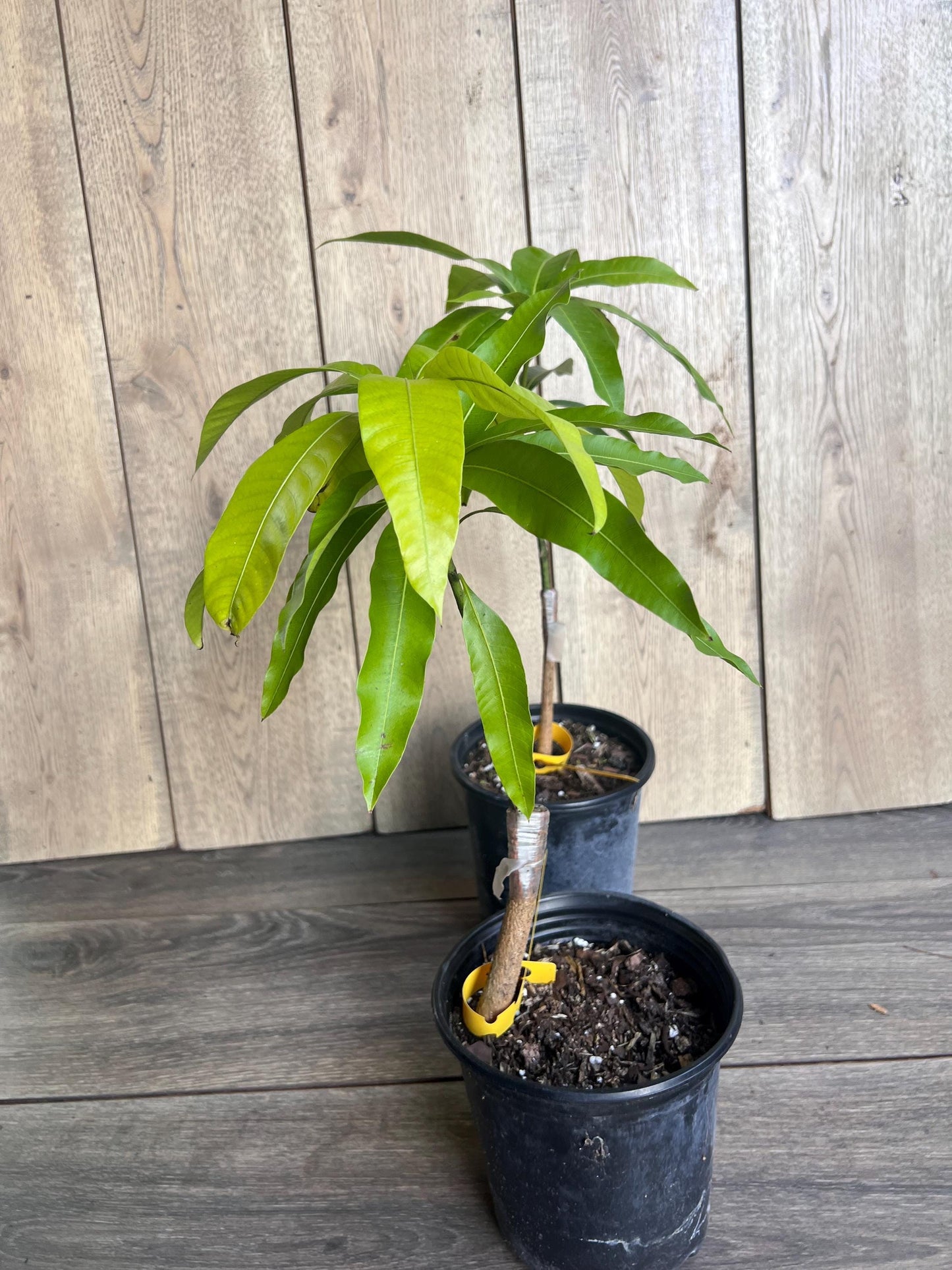 Glenn Mango Tree, grafted in 1/2 Gallon Pot