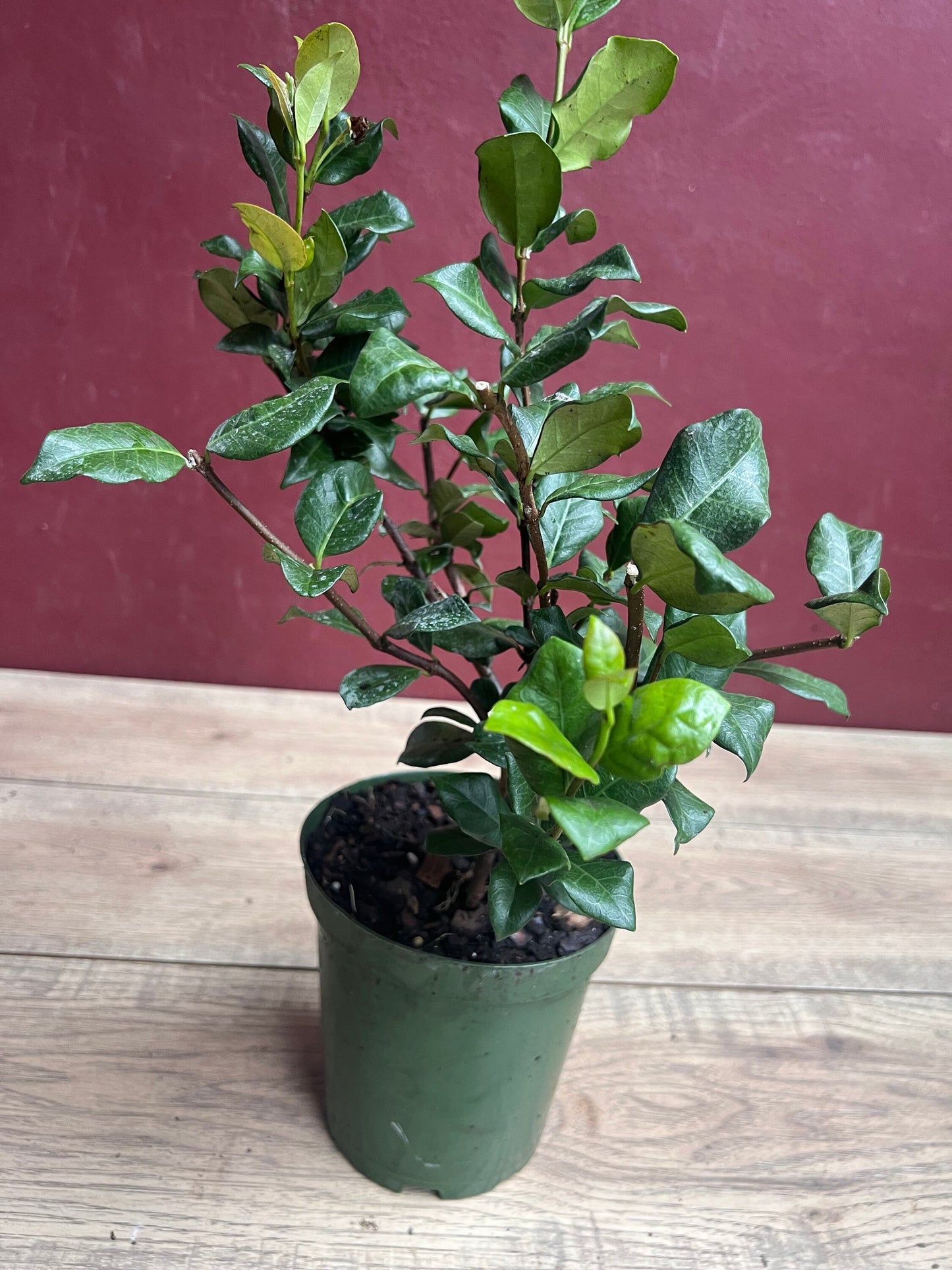 Confederate Jasmine, Trachelospermum jasminoides, star jasmine in 6" Pot