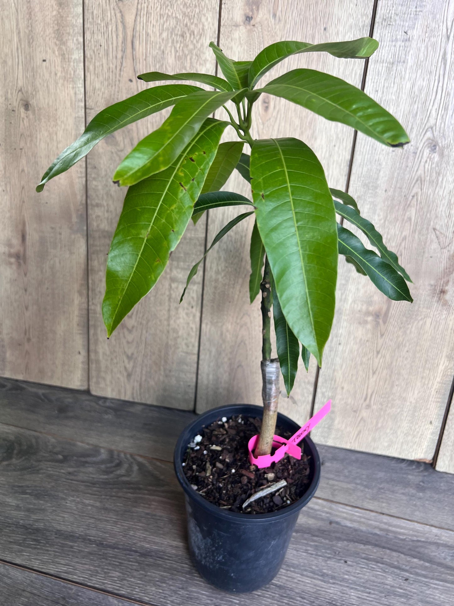 Tommy Atkins Mango Tree. grafted in 1/2 gallon pot
