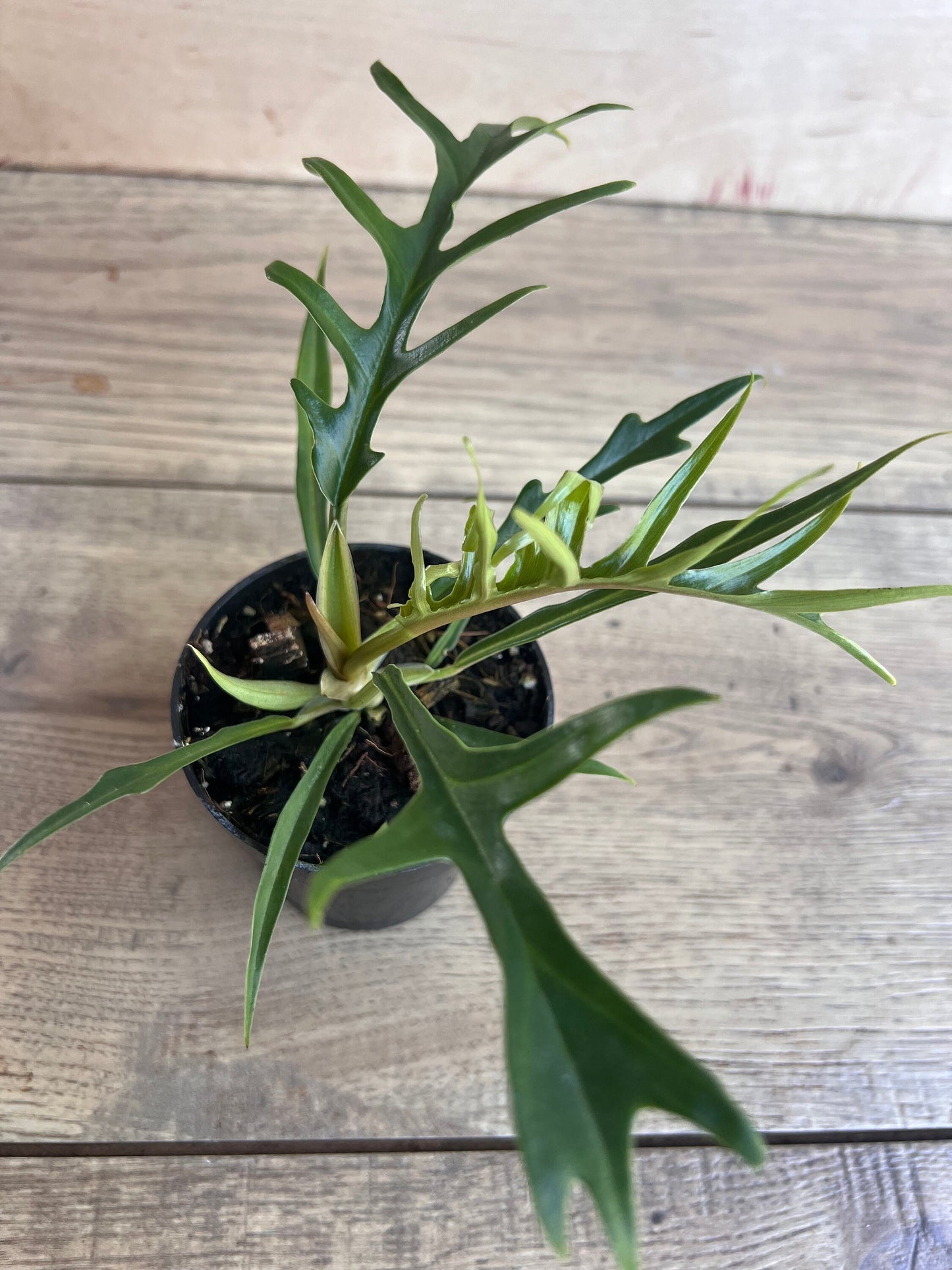 Philodendron Tortum in 4" Pot