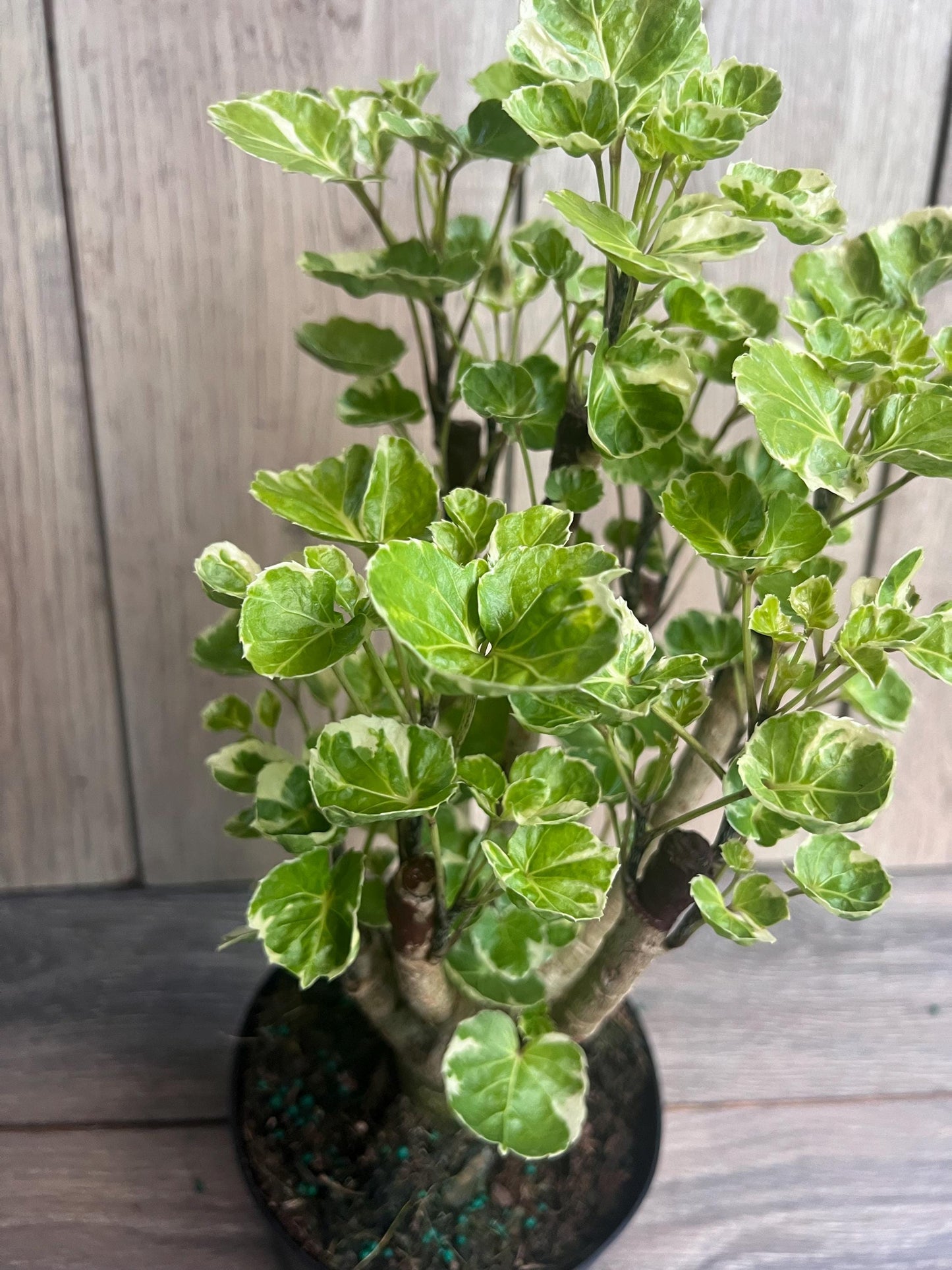 Aralia Balfour Variegated in 6" Pot, Bonsai Tree, Live Indoor & Outdoor Tropical Houseplant, Home and Office Decor