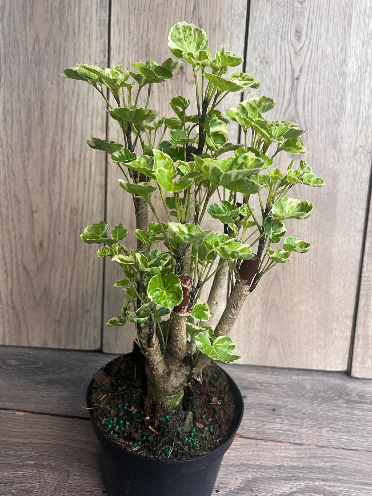 Aralia Balfour Variegated in 6" Pot, Bonsai Tree, Live Indoor & Outdoor Tropical Houseplant, Home and Office Decor