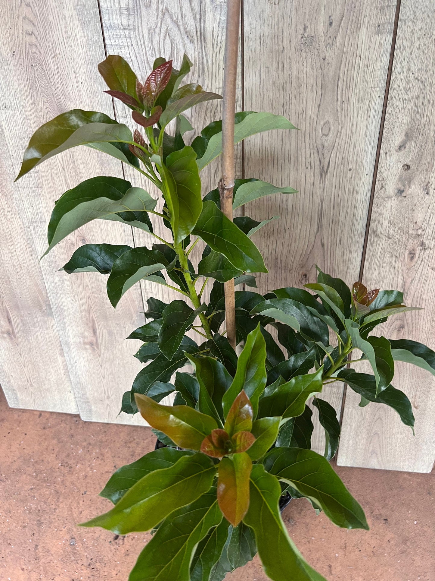 Simmonds avocado Tree , Grafted in 3 Gallon Pot, No Ship to CA and HI