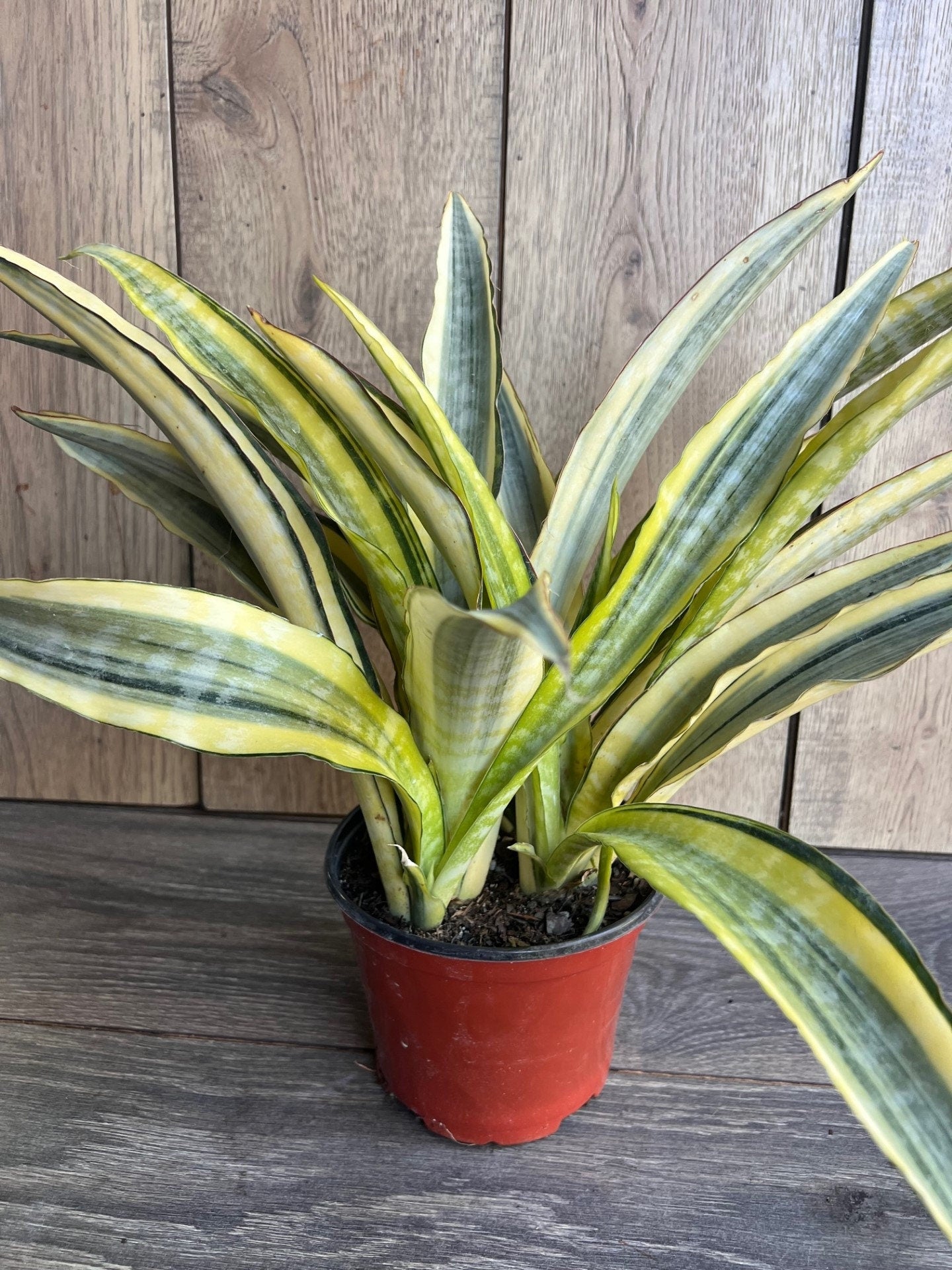 Sansevieria Lauren in 6" pot, rare