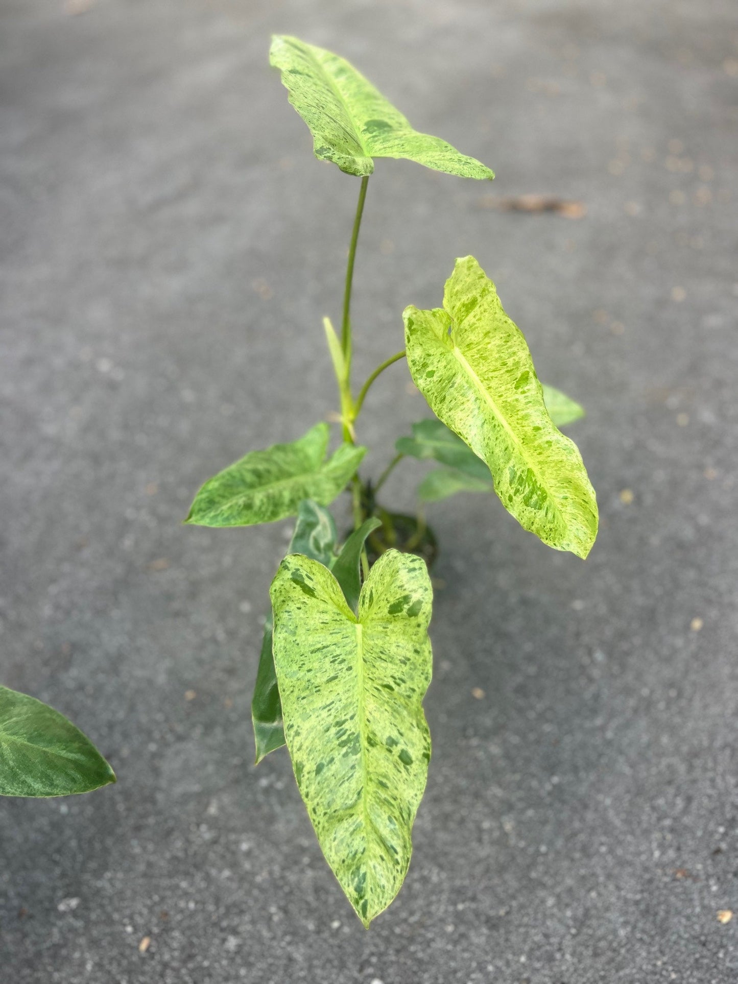 Philodendron Paraiso Verde in 4" Pot, Limited, High Variegation