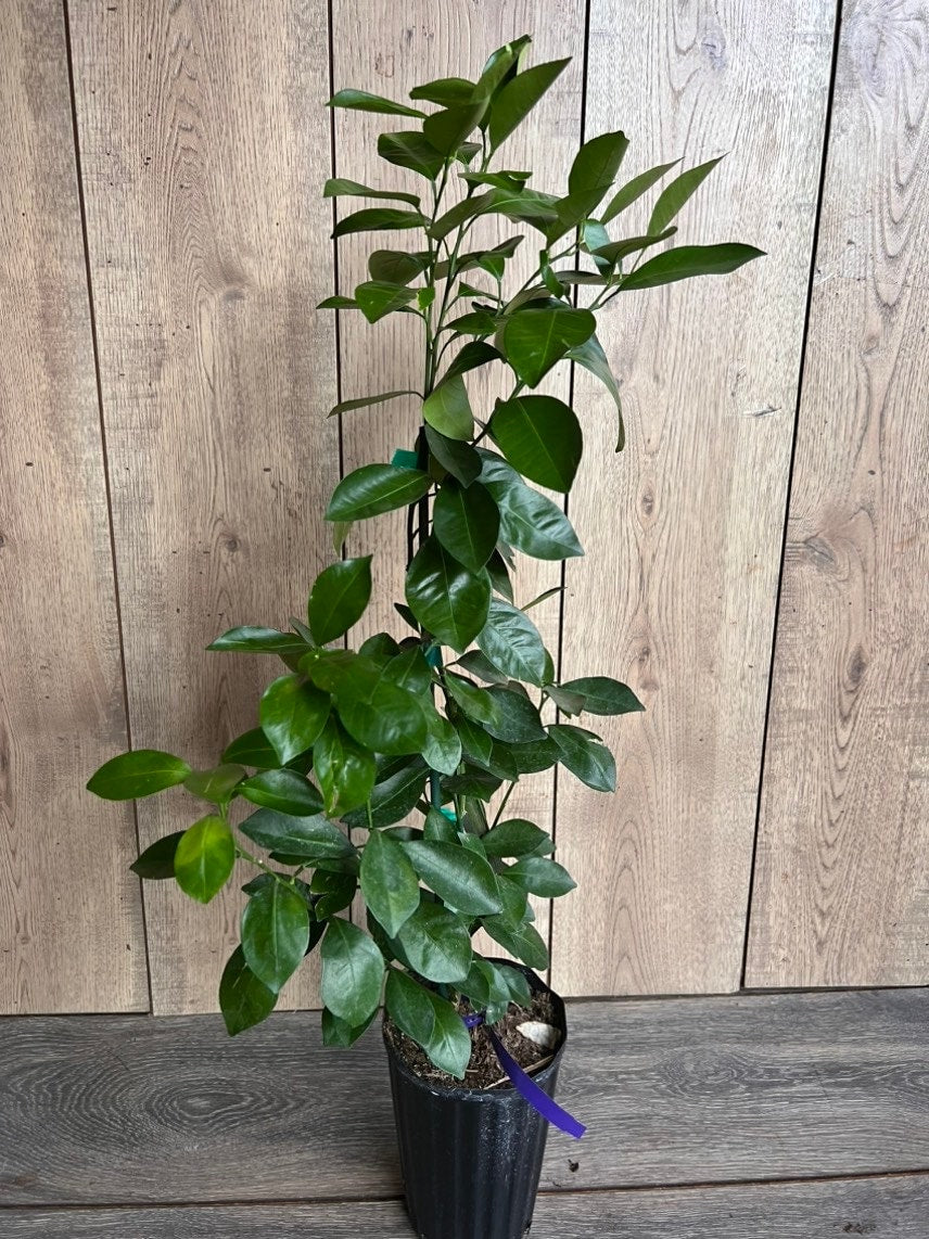 Calamondin , Calamansi , Grafted tree in Half Gallon Pot Tac chua, Florida Shipping Only