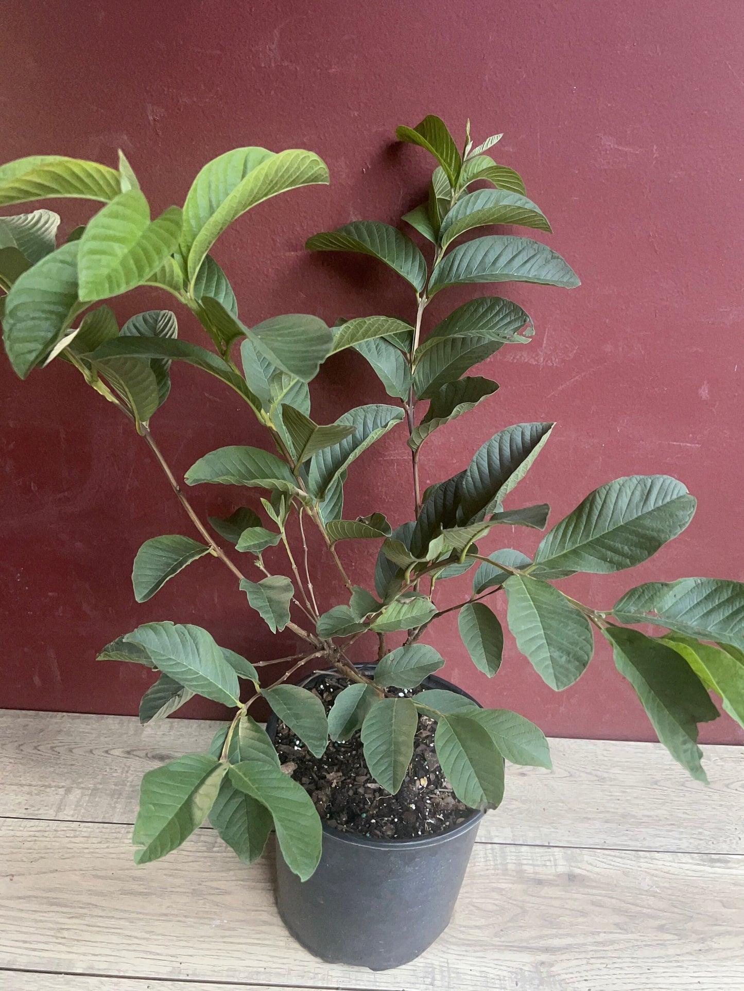 Guava Plant in 10" Pot, Jambu Batu, Psidium guajava, Pink Guava tree, No Ship to CA and HI