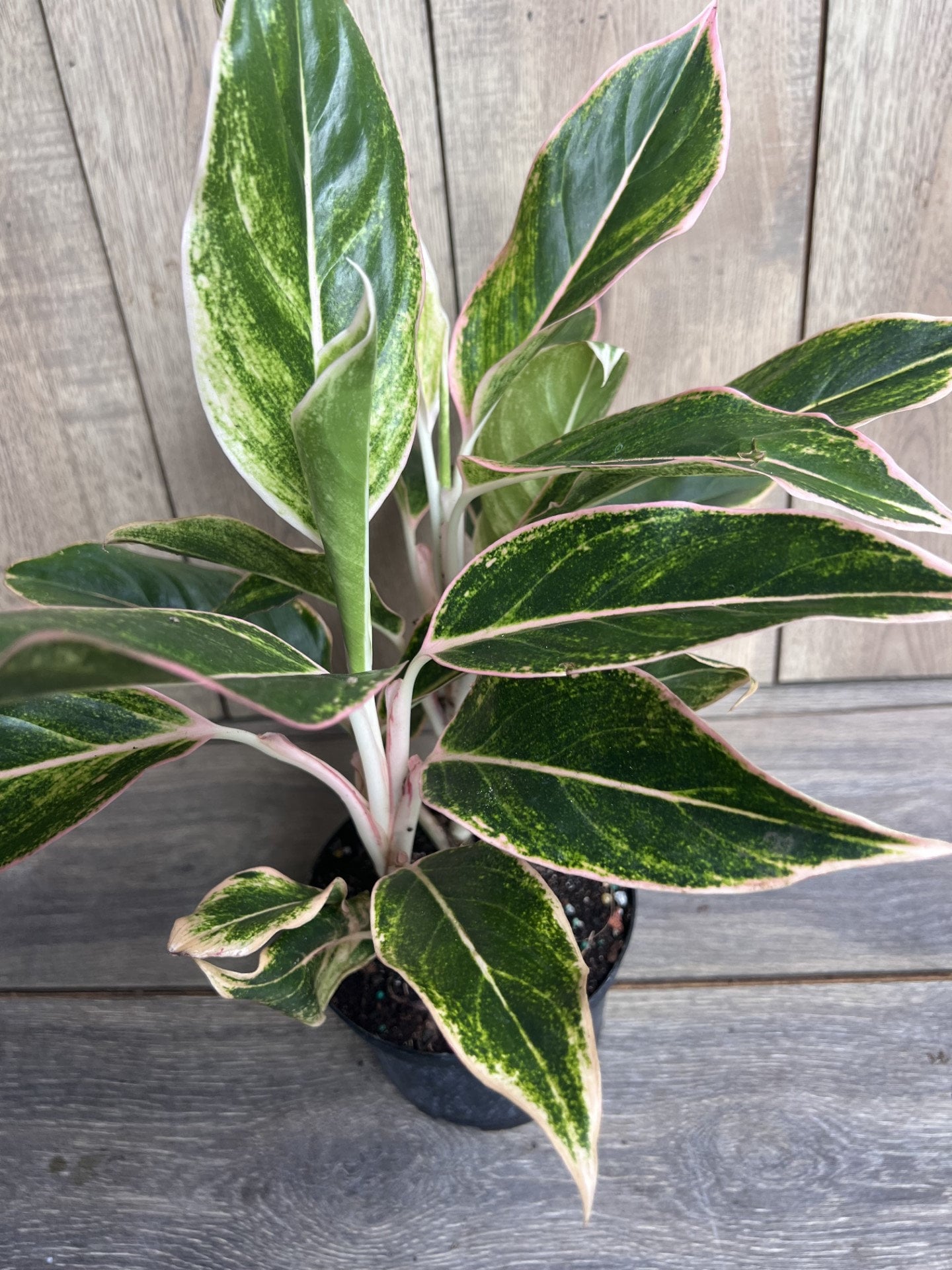 Aglaonema Pink Siam, Siam Aurora Aglaonema in 6" Pot