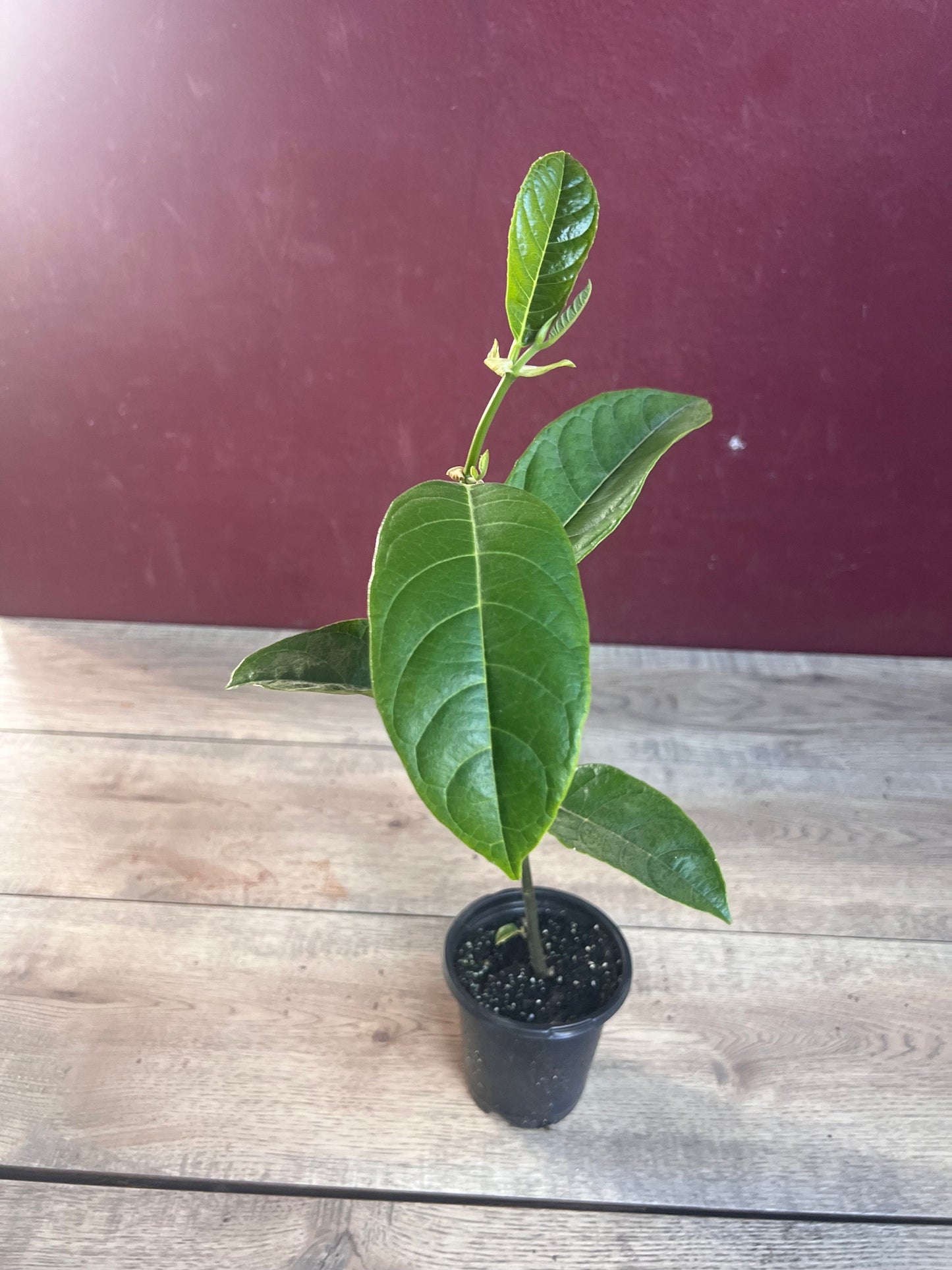 Golden Nugget Jack Fruit in 4" Pot, Nangka, Artocarpus heterophyllus