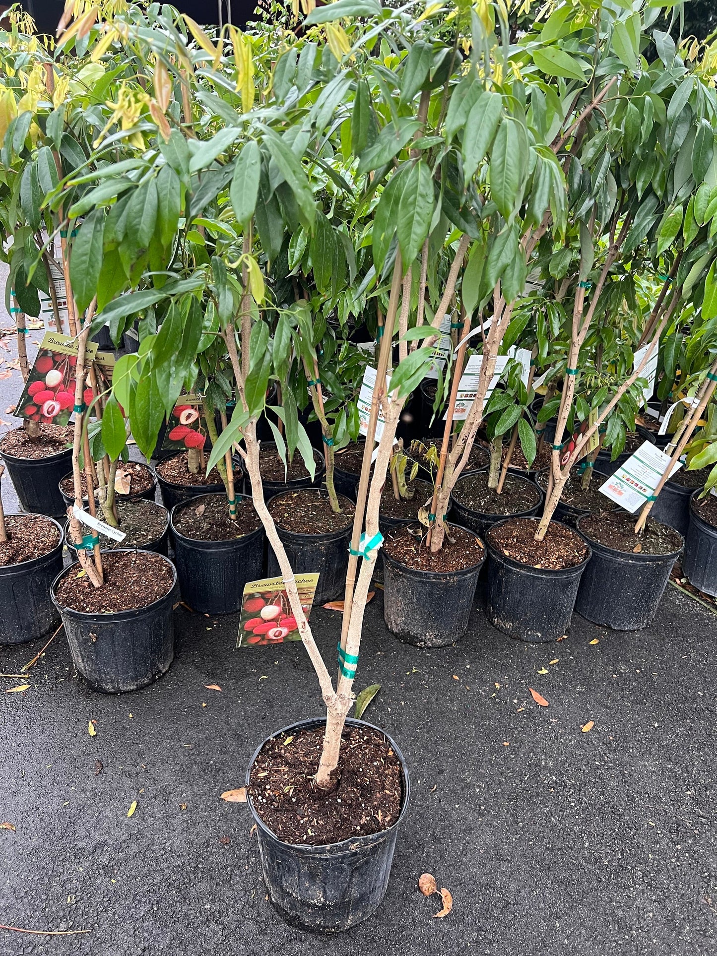Brewster Lychee in 10" Pot, 3 to 4 Ft tall, grafted,No Ship to HI