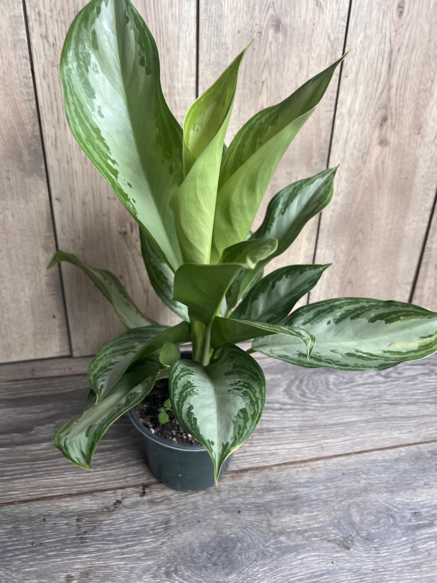 Aglaonema Silver Bay, 6", Home decor, house plant