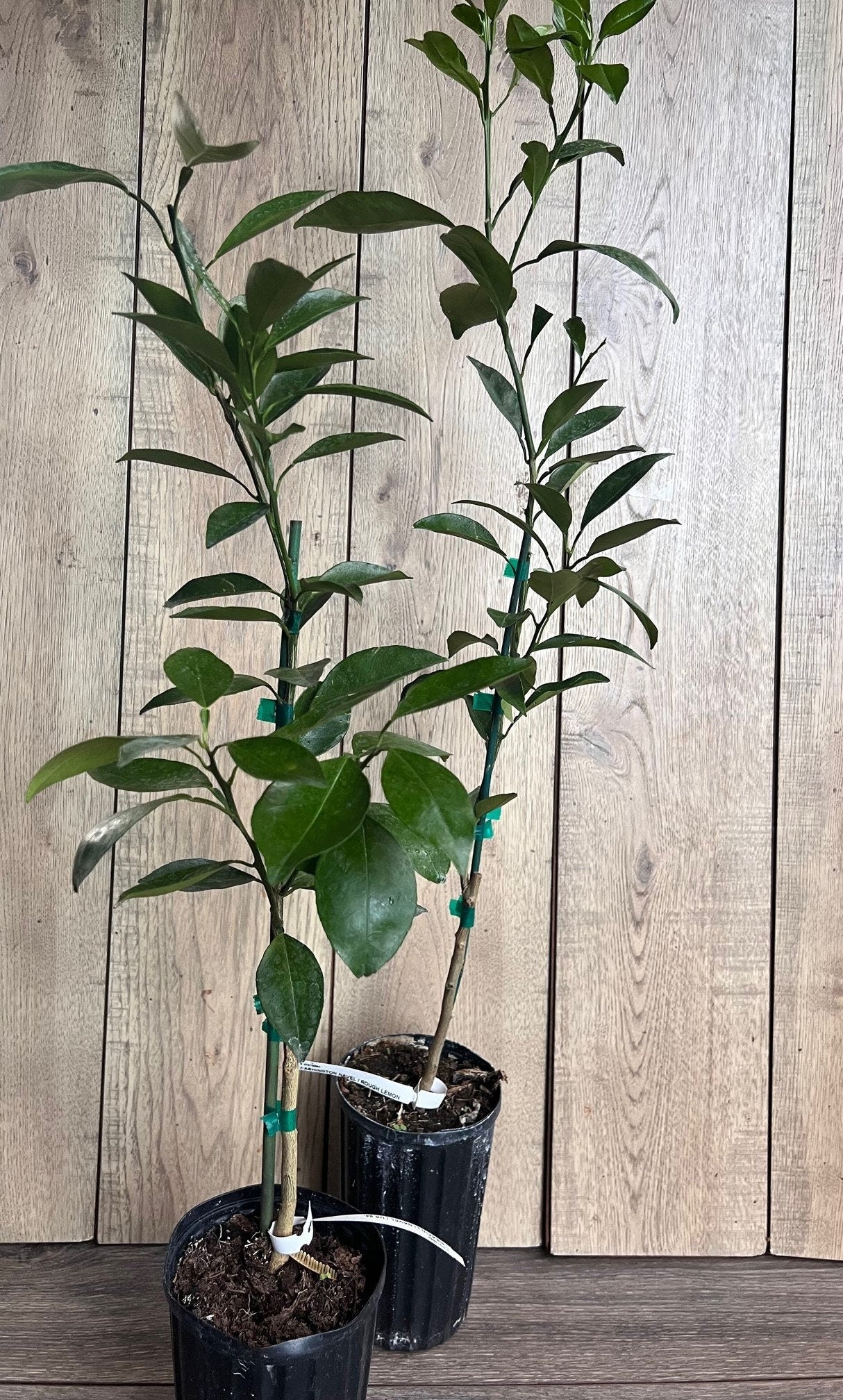 Meiwa Kumquat tree in Half Gallon pot, grafted, Florida Shipping Only