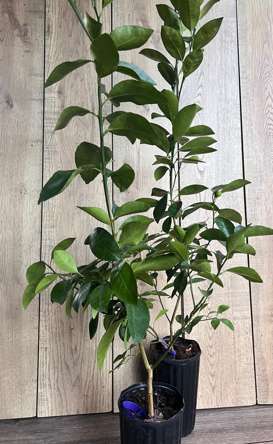 Valencia Orange Tree in half Gallon Pot, Grafted, Florida Shipping Only