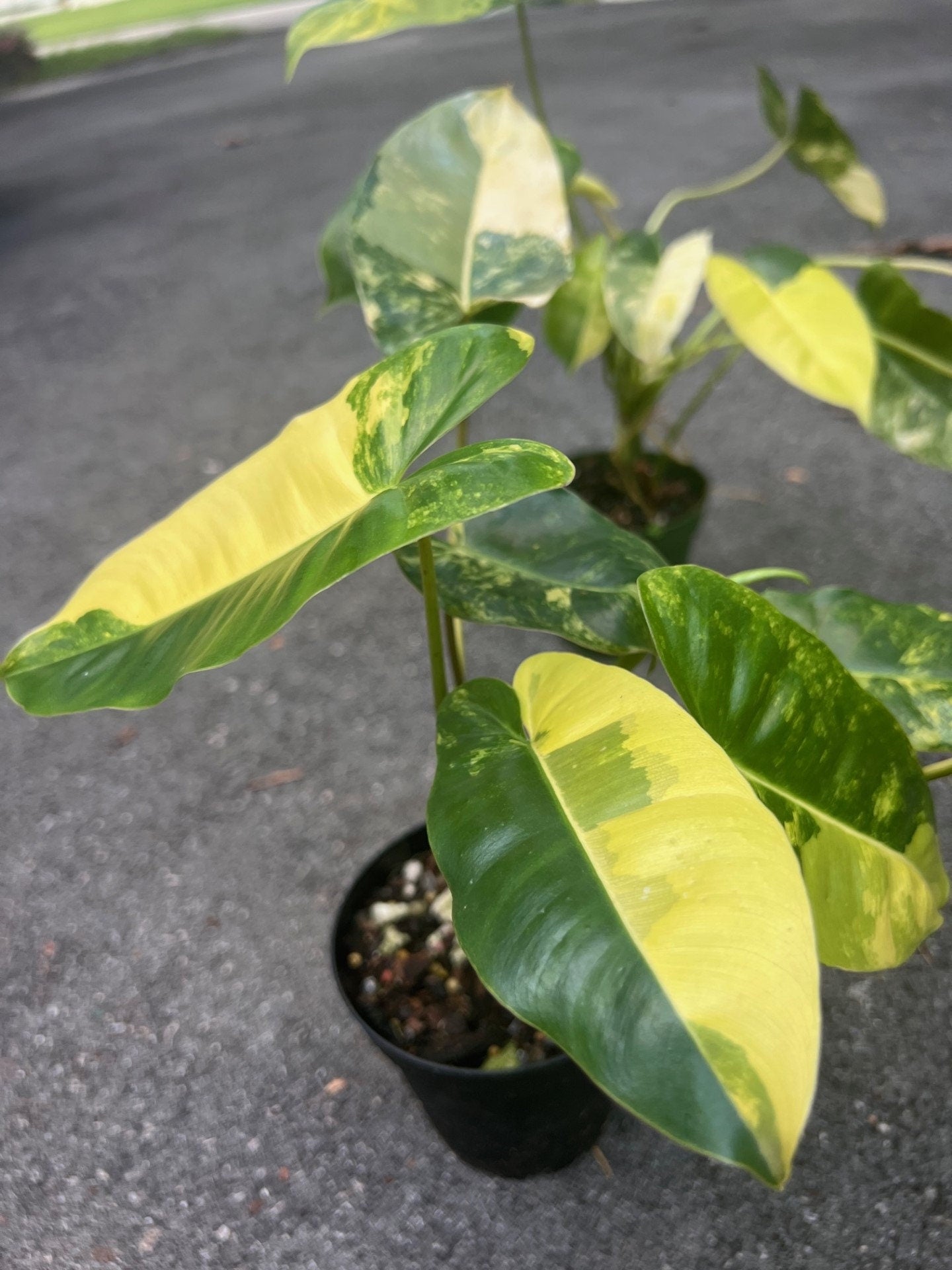 Variegated burle Marx in 4" Pot, aroid, Rare