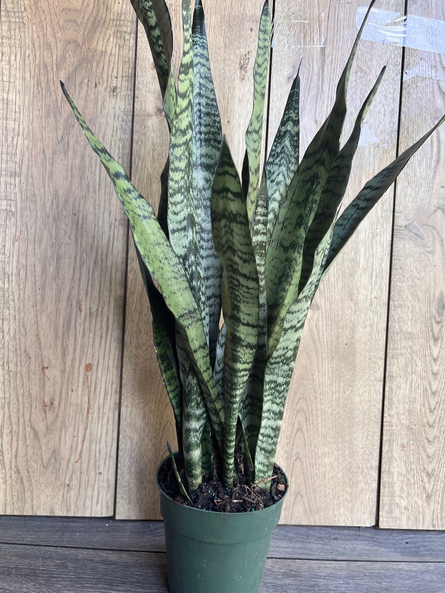 Sansevieria Zeylanica, in 6" pot, snake plant