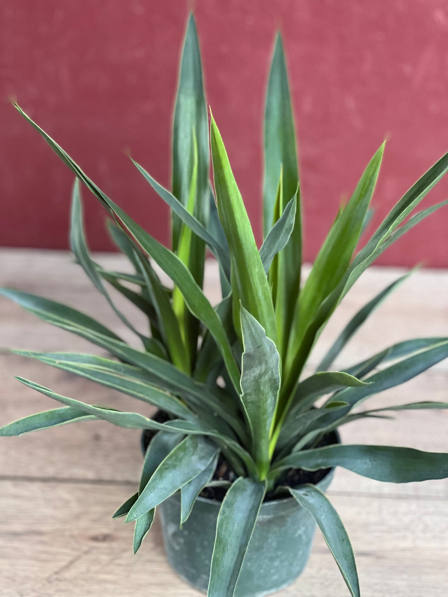 Dracaena Yucca Cane, Yucca Elephantipes ,Outdoor .Indoor , in 6"inches Pot