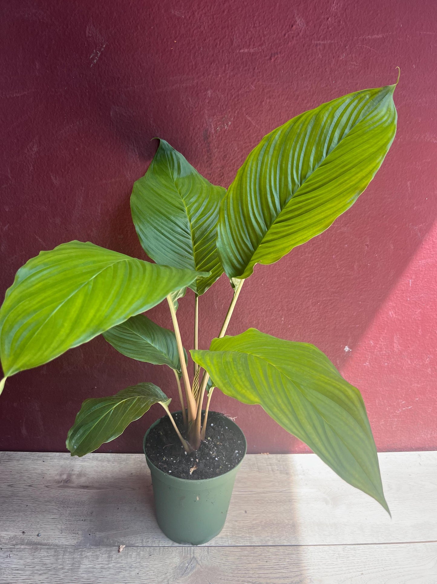 Tacca chantrieri, Bat flower in 6" pot, black bat Flower