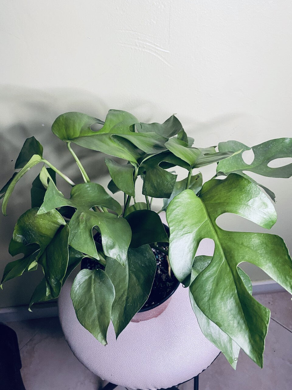 Rhaphidophora tetrasperma AKA Monstera Minima AKA Ginny Monstera, Live Plant, 6" Pot, Ultra Rare Indoor Air Purifier