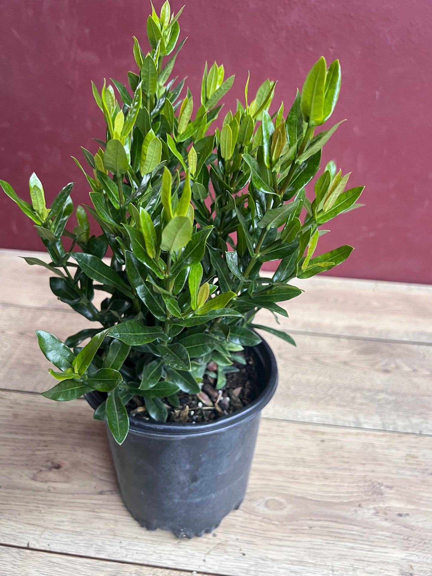 Ixora Taiwanese Red in 6" Pot, Carmen Dwarf Red, Ixora