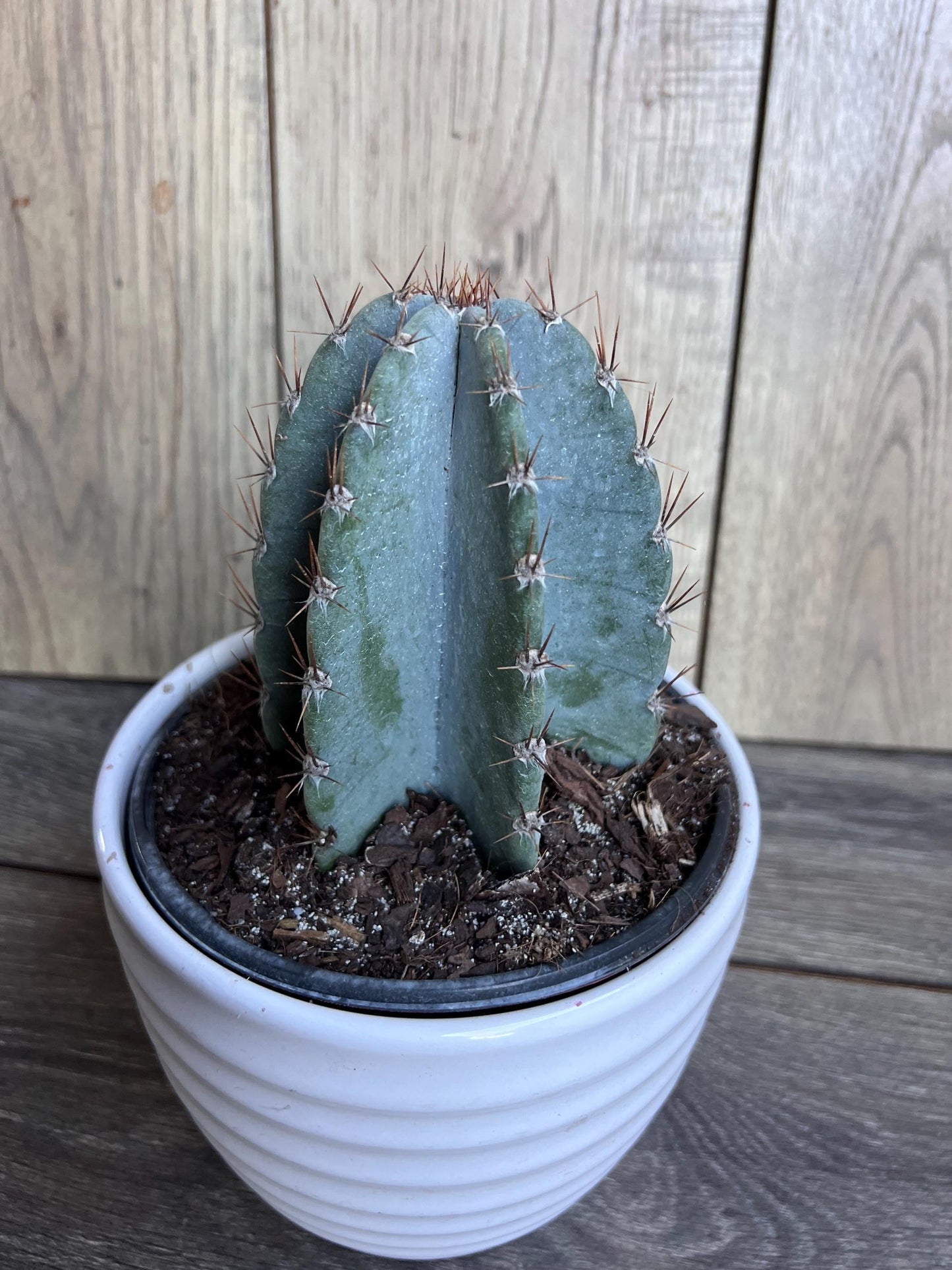 Cereus Peruvianus Cactus in 6" Pot, Giant Peruvian Apple Cactus