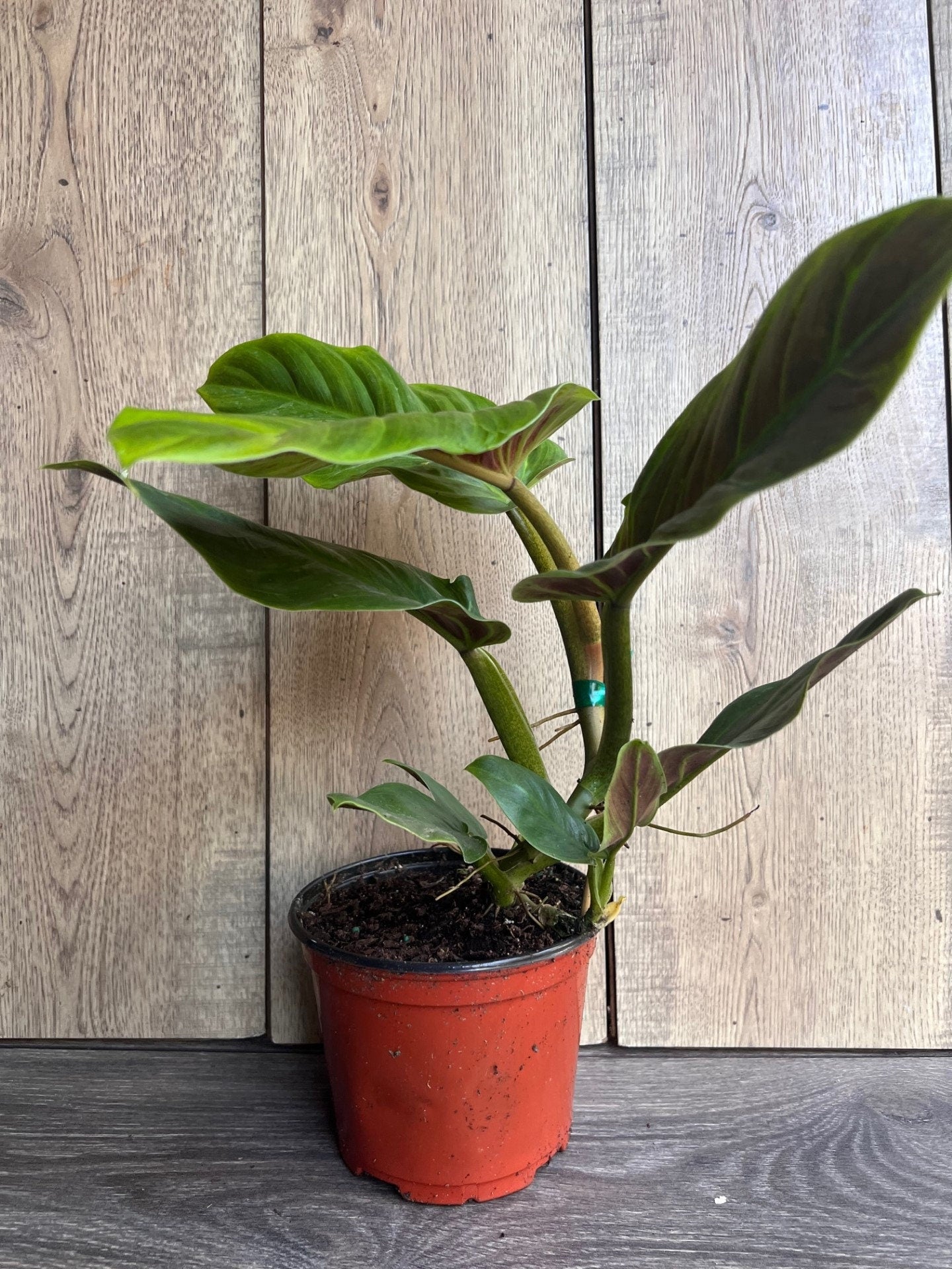 Philodendron Subhastatum in 6" Pot