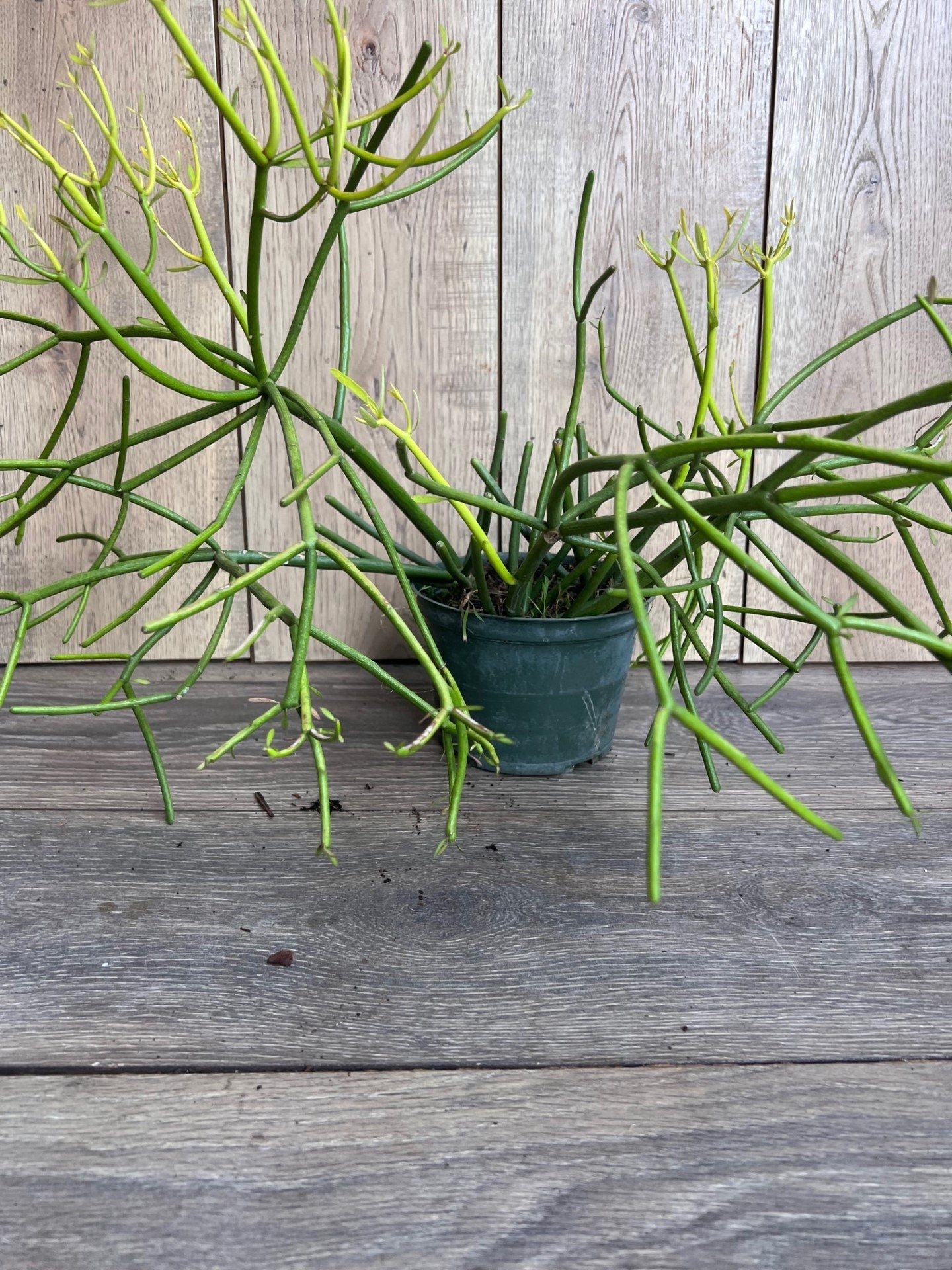 Euphorbia tirucalli, Pencil Cactus in 6" Pot