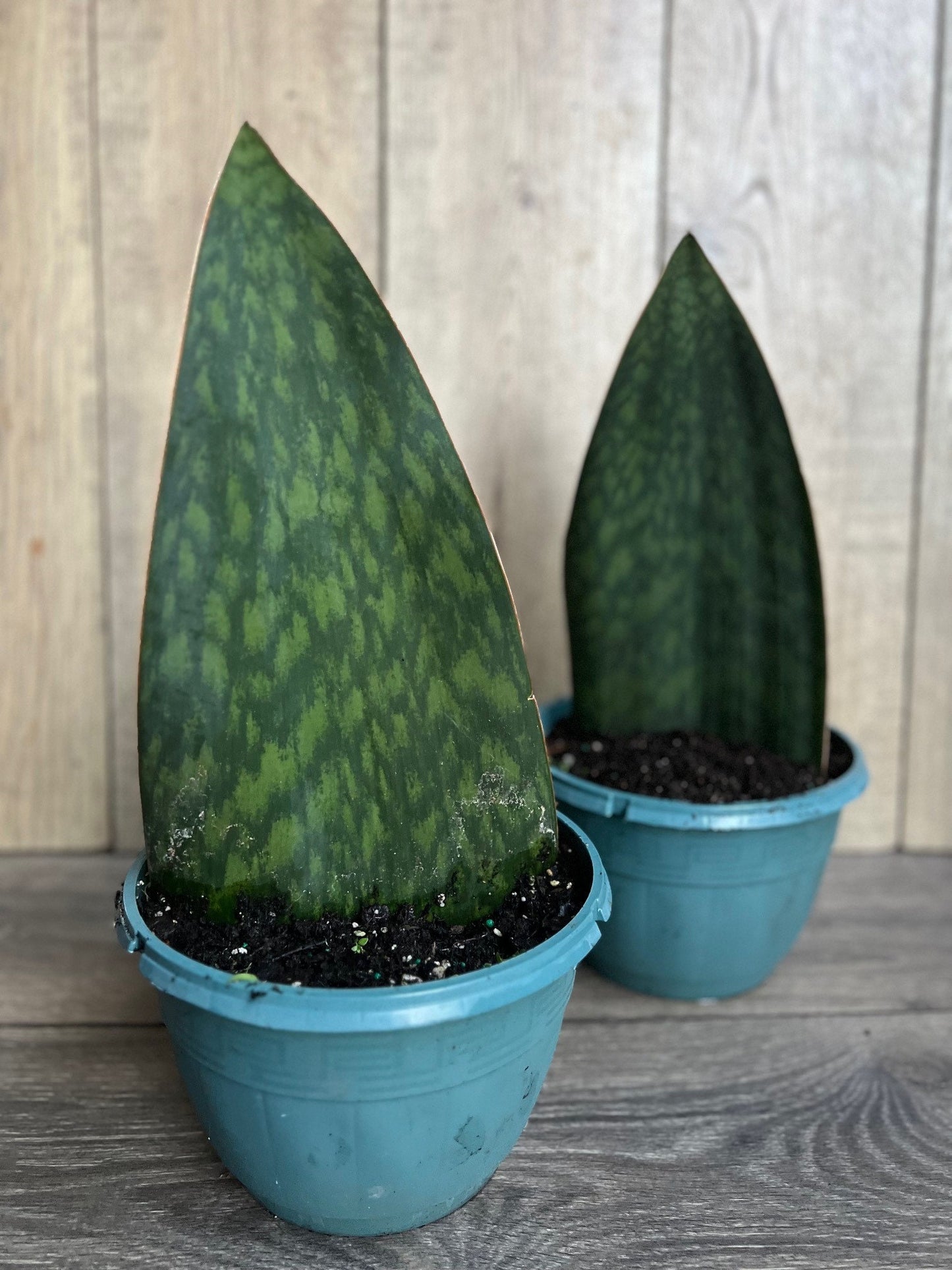 Sansevieria Masoniana, Sansevieria Whale Fin, Snake Plant in 8" Pot